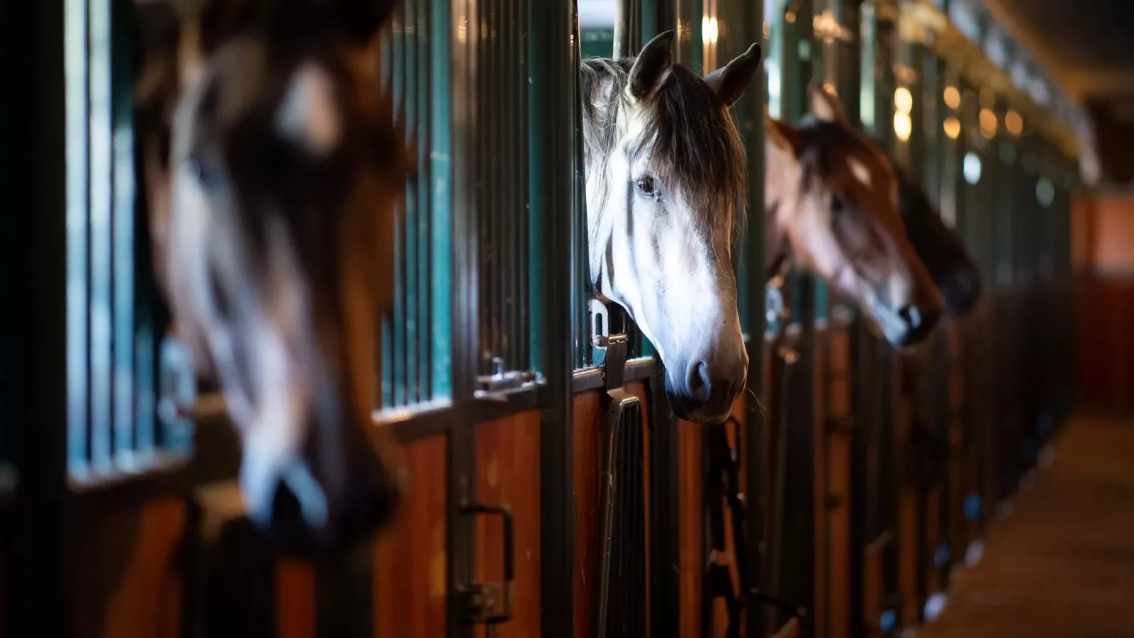 Aekinger Lodge - Zones été à 1 km