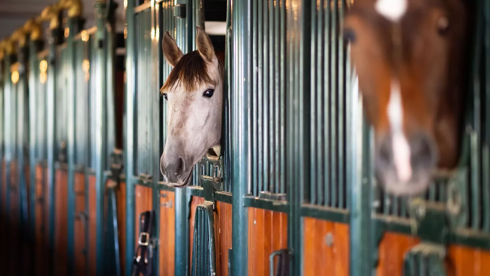 Aekinger Lodge - Zones été à 1 km