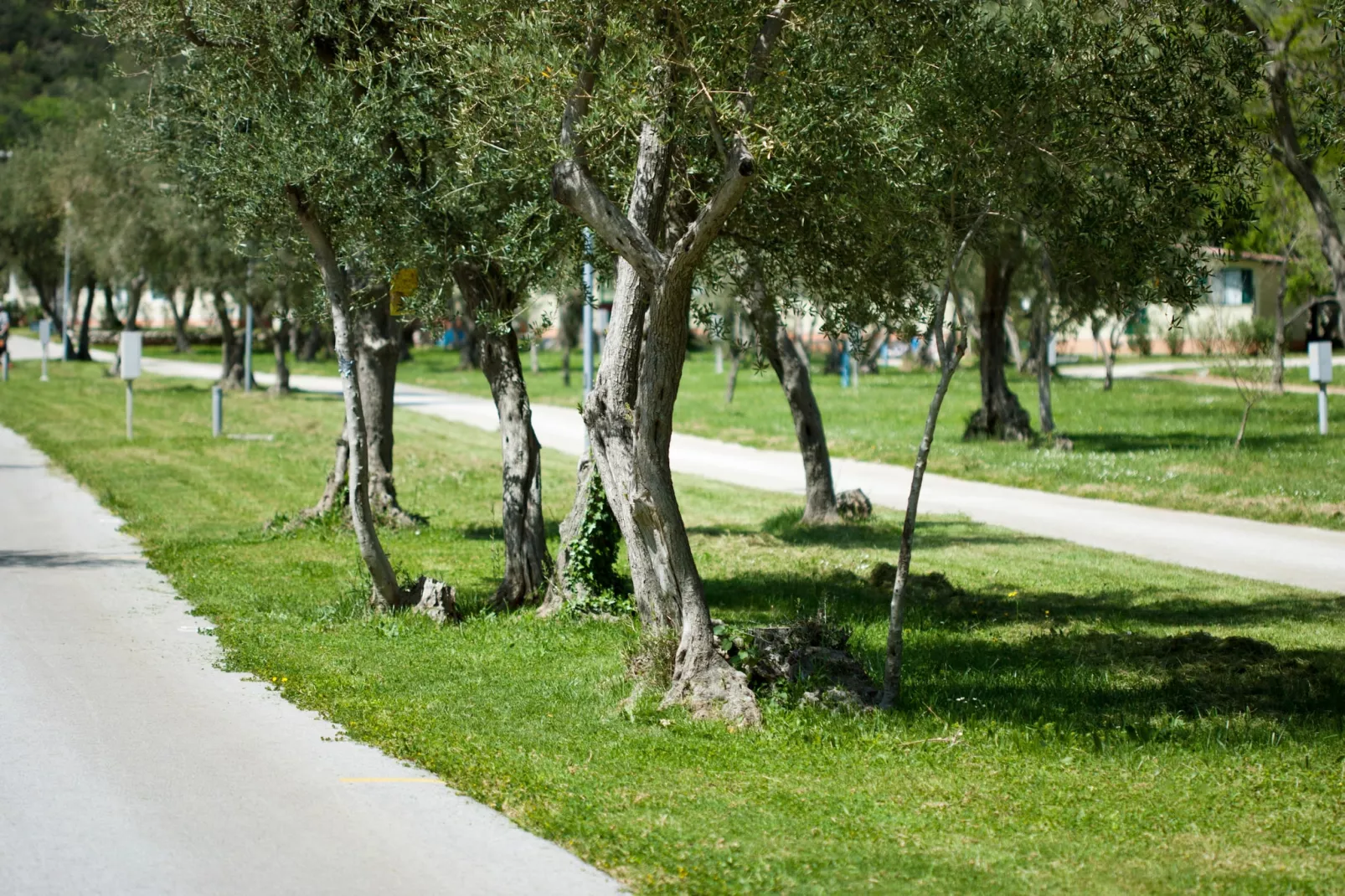 Camping Oliva / COMFORT mobile home COM - Garten Sommer