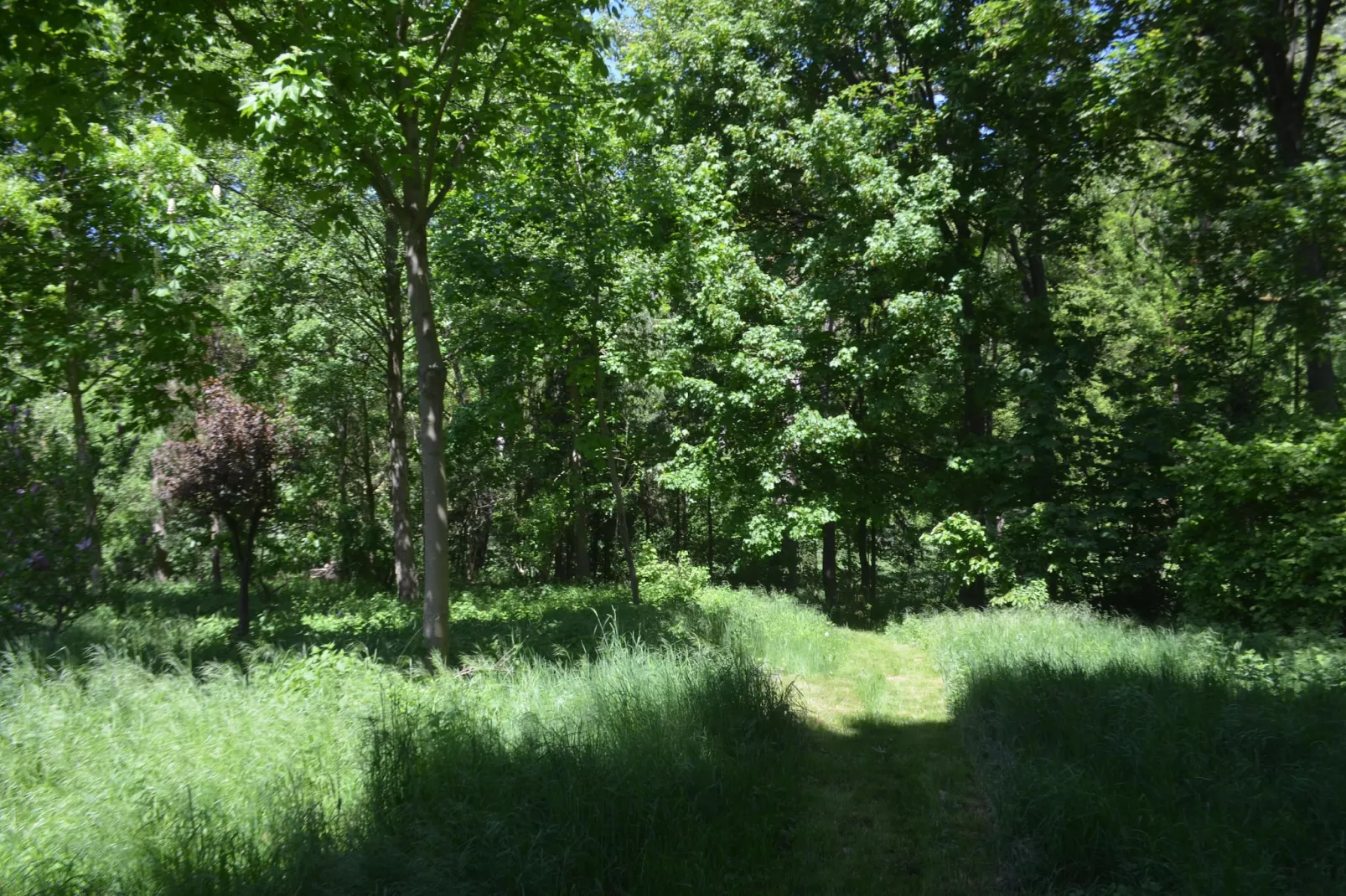Gästehaus Kühne Fewo 2 DG & Fewo 1 OG - Jardins en été