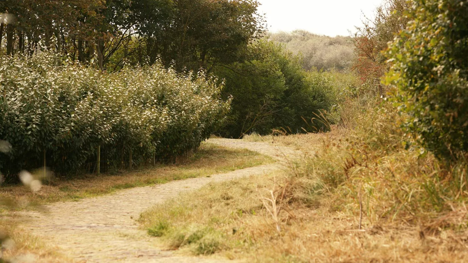 Maanvis-Gebiete Sommer 1 km