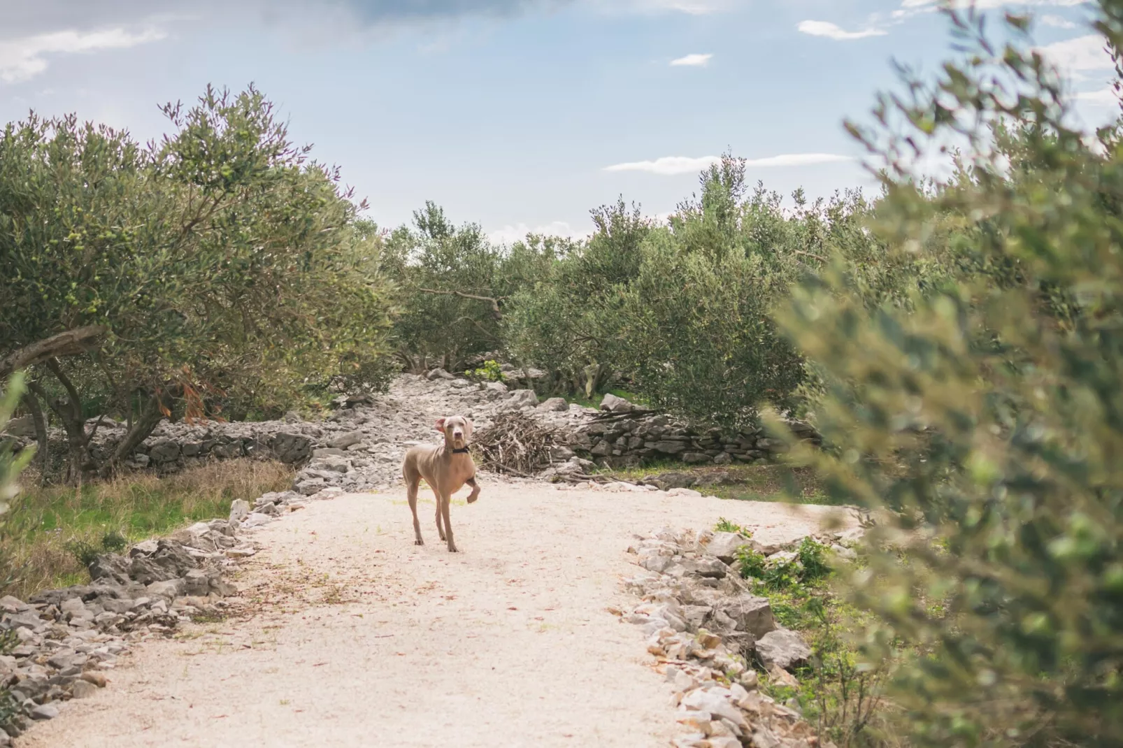Adriatic Heritage Glamping No 1 - Gebiete Sommer 5 km