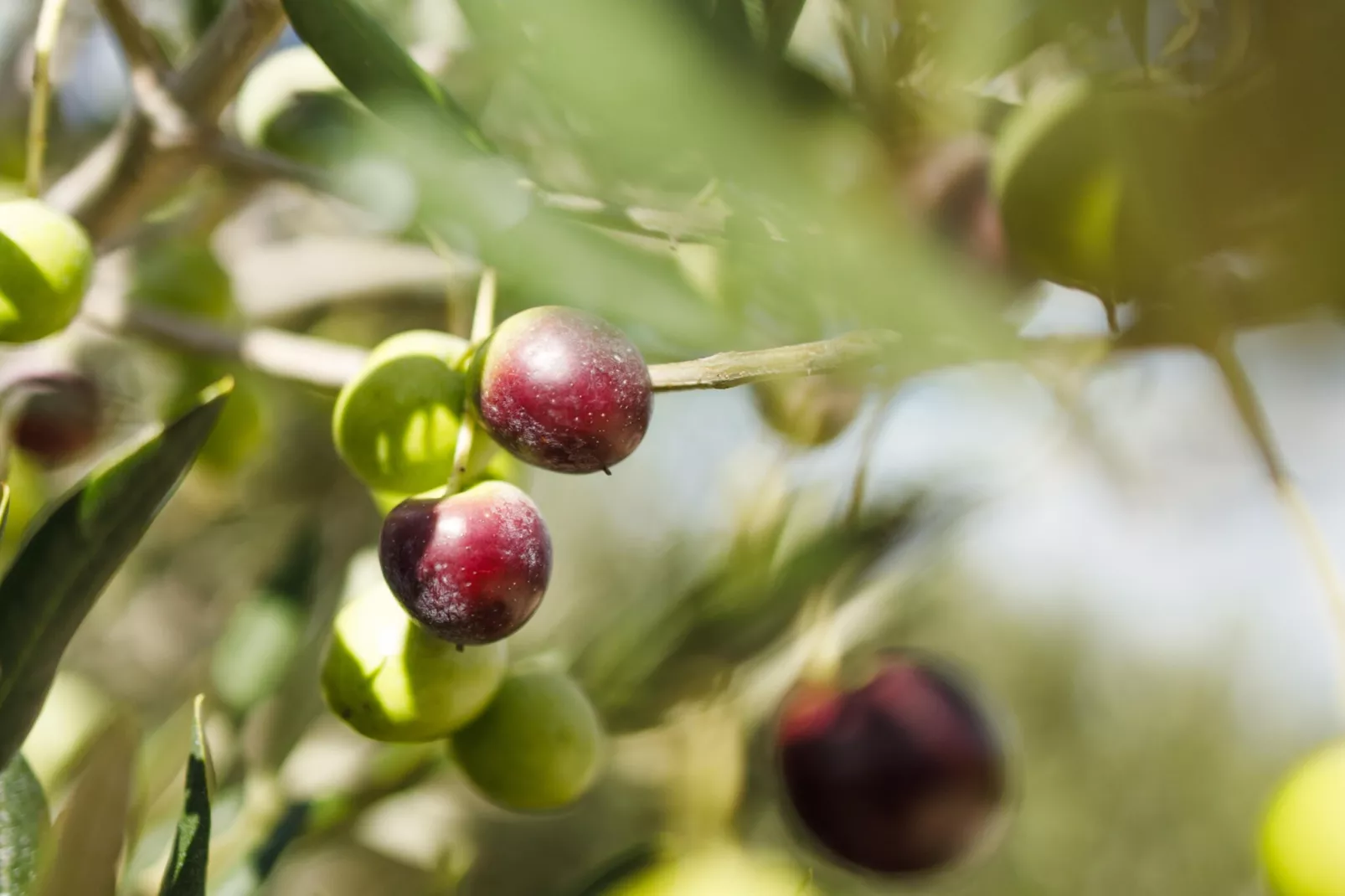 Adriatic Heritage Glamping No 1 - Ambiente