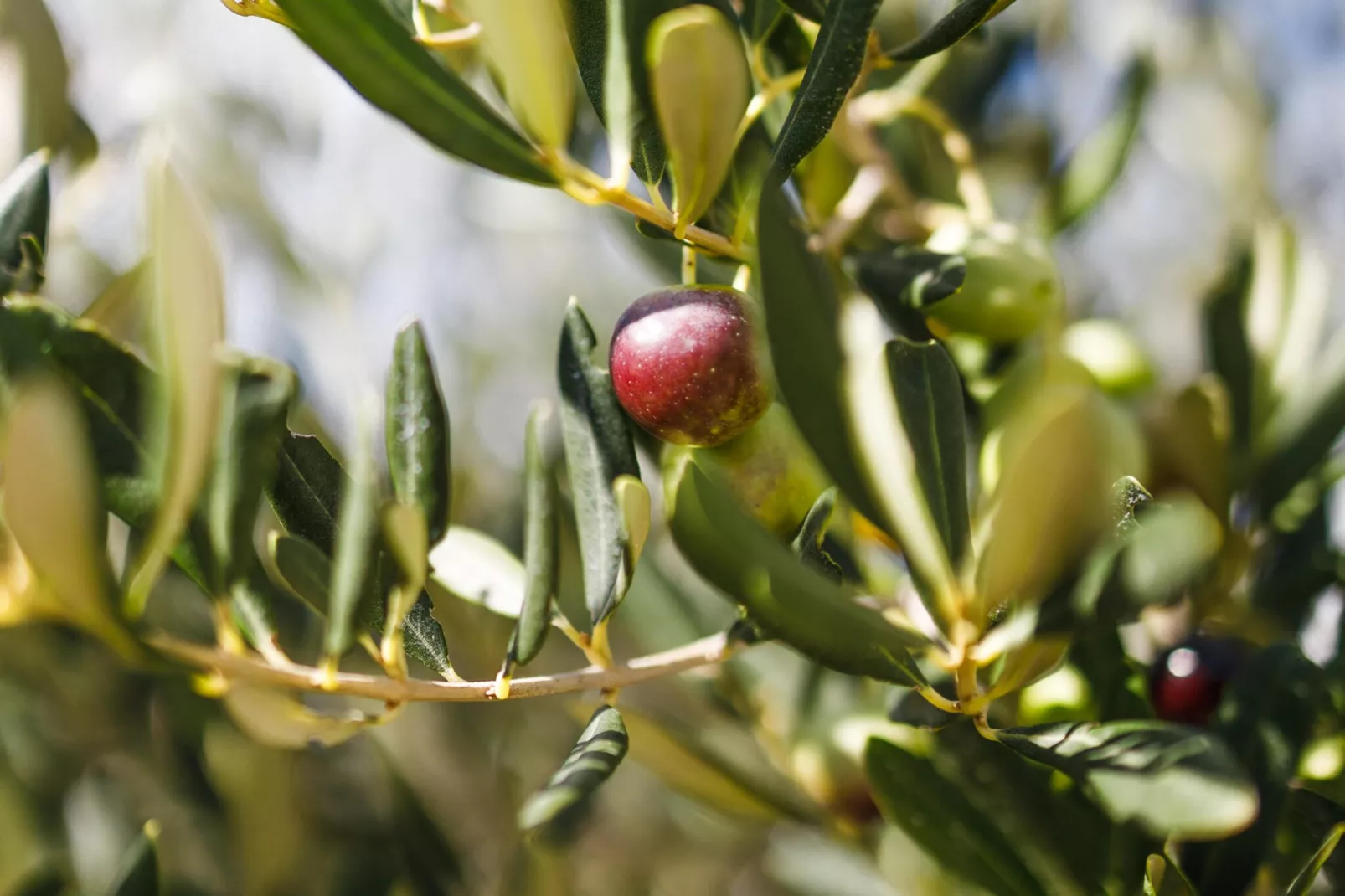 Adriatic Heritage Glamping No 1 - Ambiente