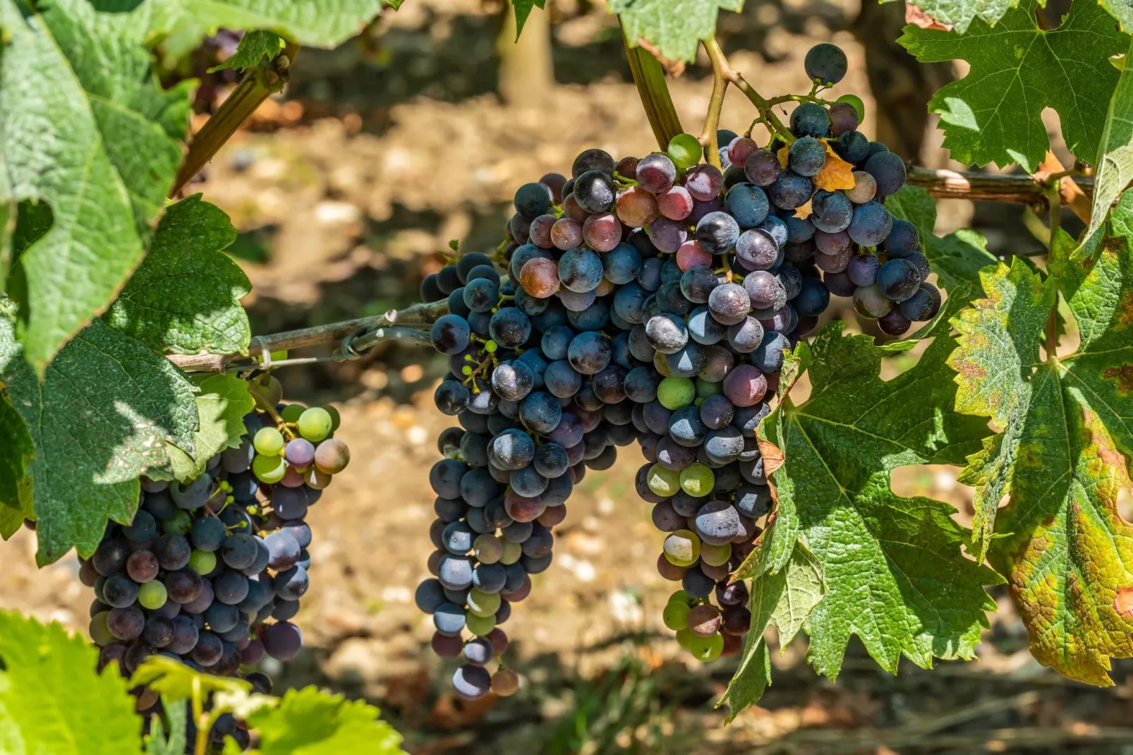 Villa Bellevue - Areas within 20km in summer