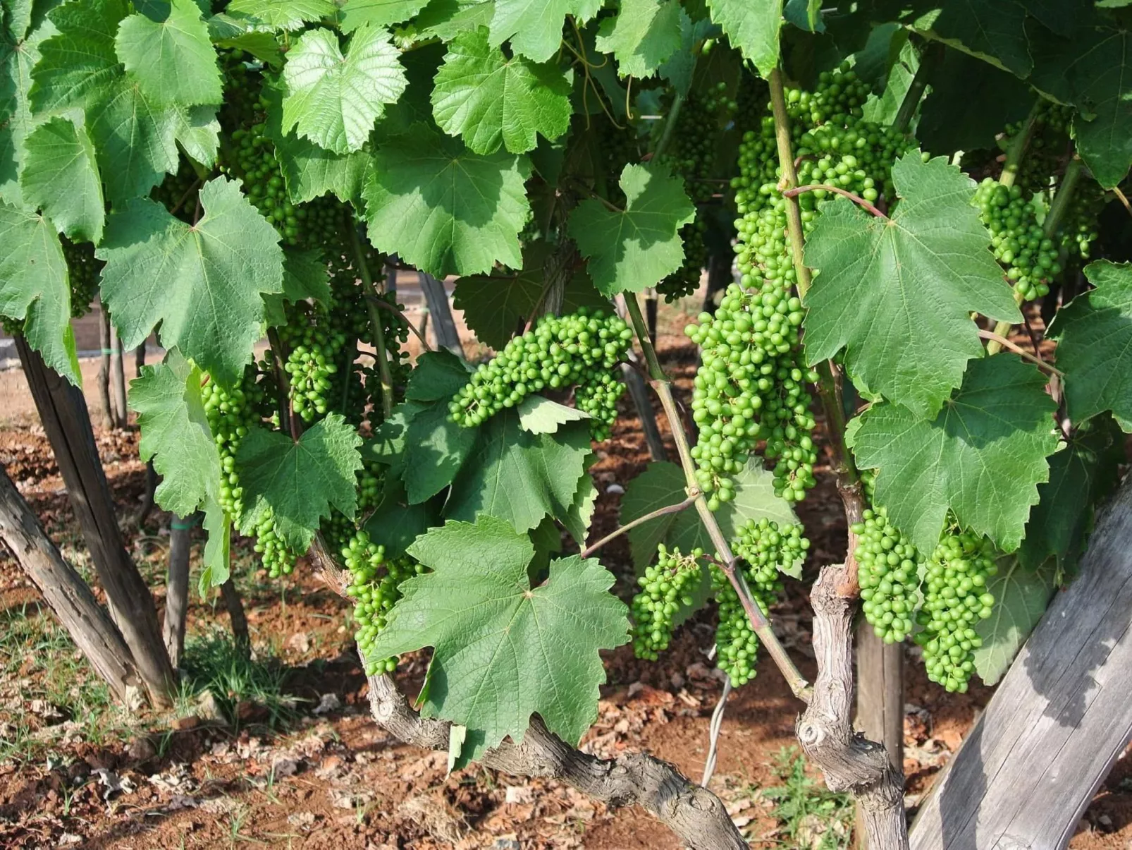 Villetti Trullissimo - Image-tags.info