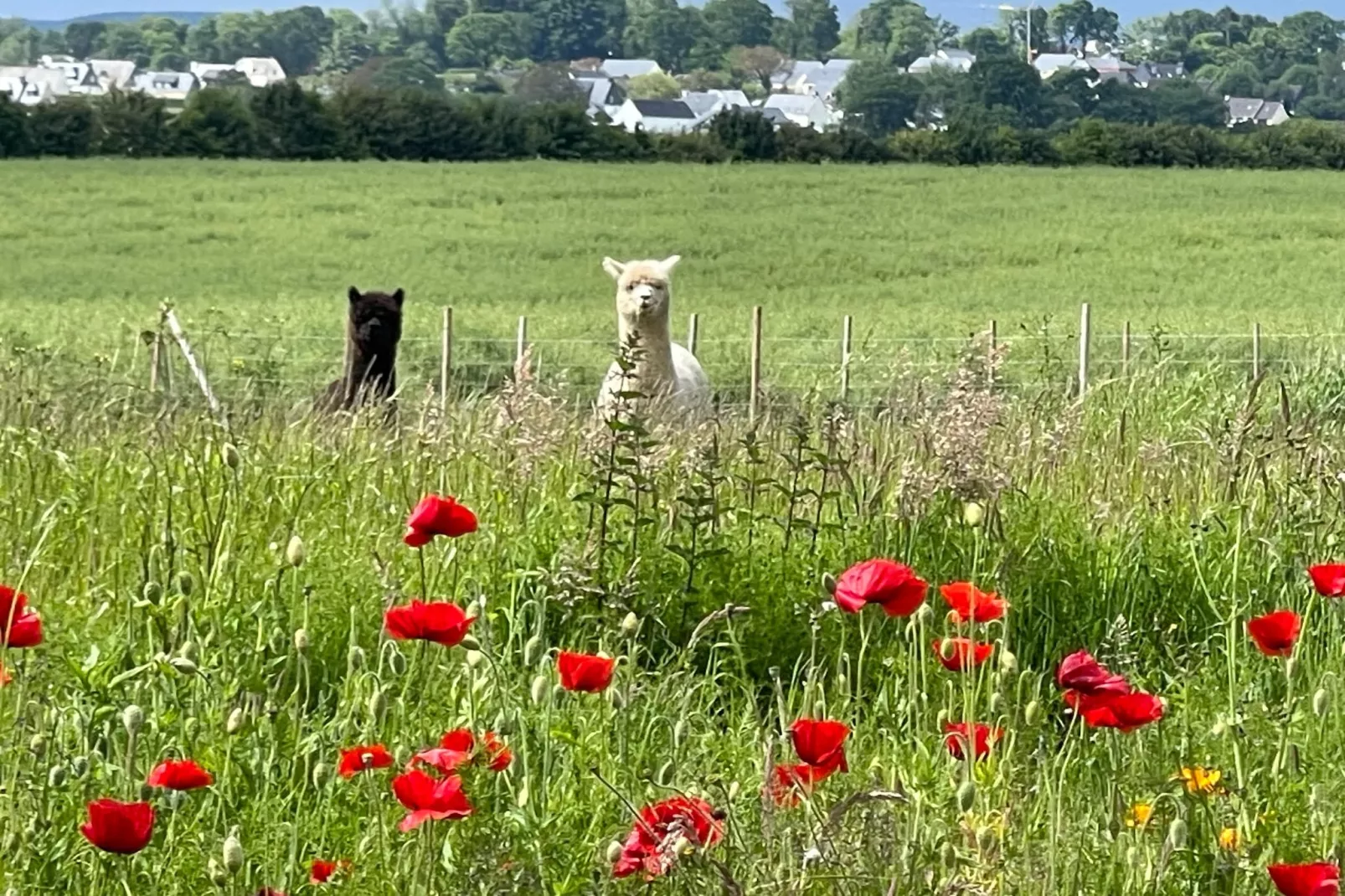 Joli Gite de vacances à Neulliac - Exterior in summer
