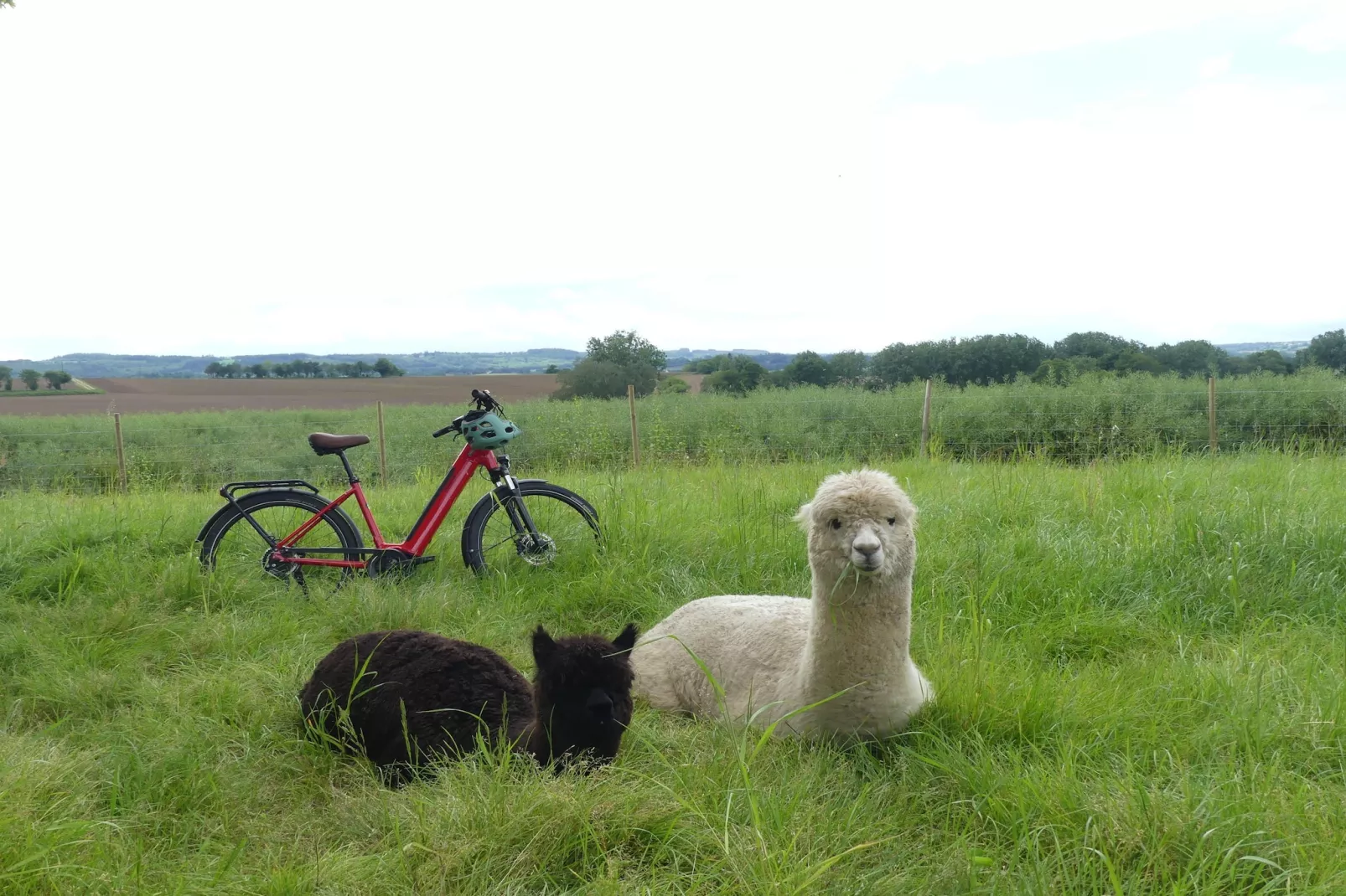 Joli Gite de vacances à Neulliac - Exterior in summer