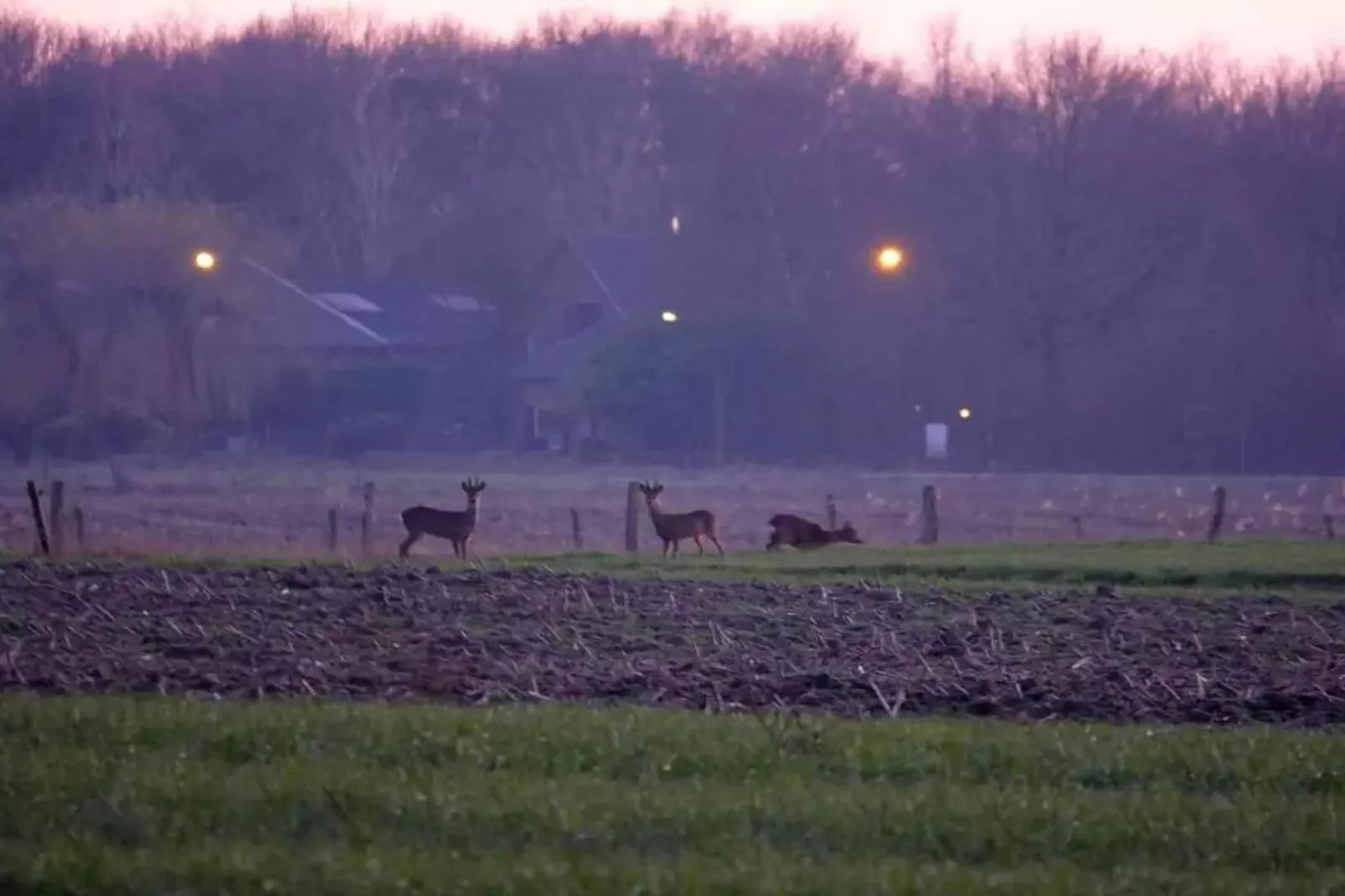 6 - Person Forest Pet & Family Bungalow - Gebiete Sommer 5 km