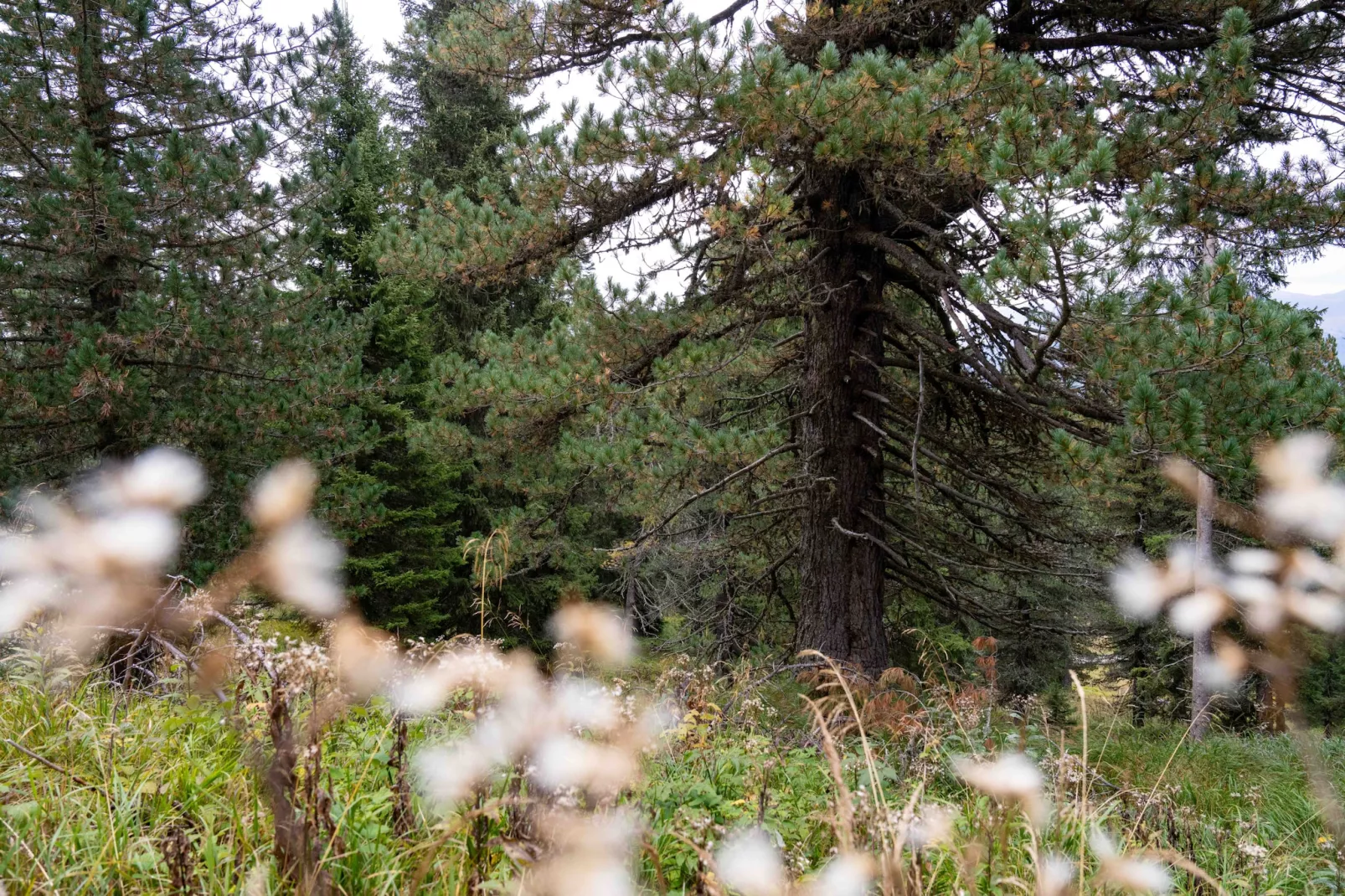 Naturchalets Turracher Höhe 32 - Im Freien