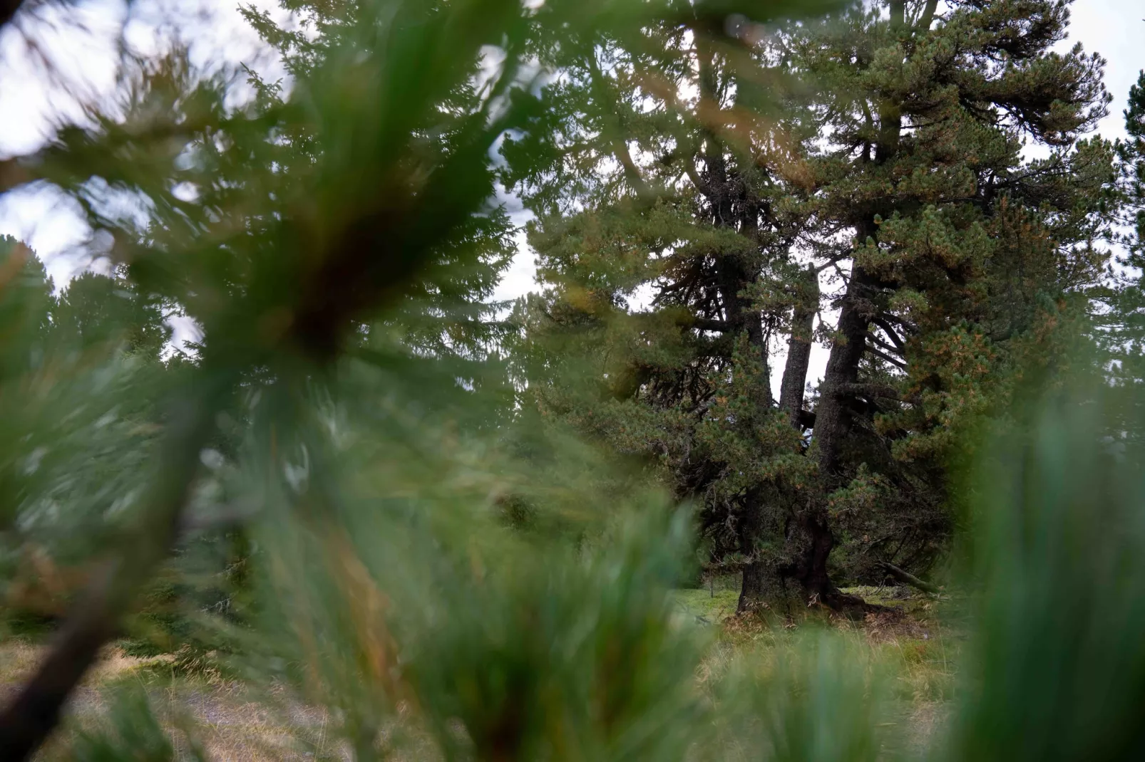 Naturchalets Turracher Höhe 32 - Im Freien