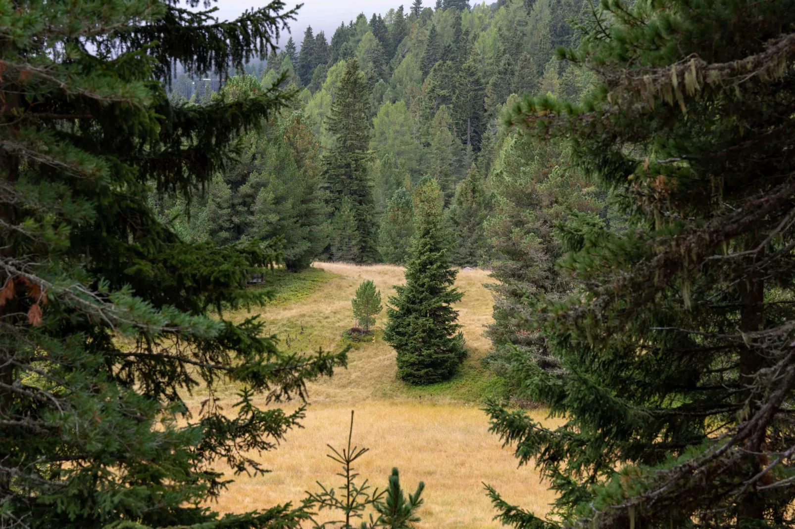 Naturchalets Turracher Höhe 32 - Im Freien