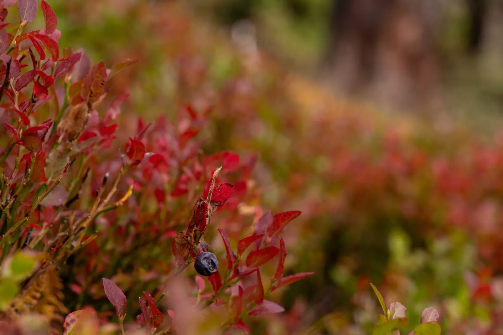 Naturchalets Turracher Höhe 32 - Im Freien