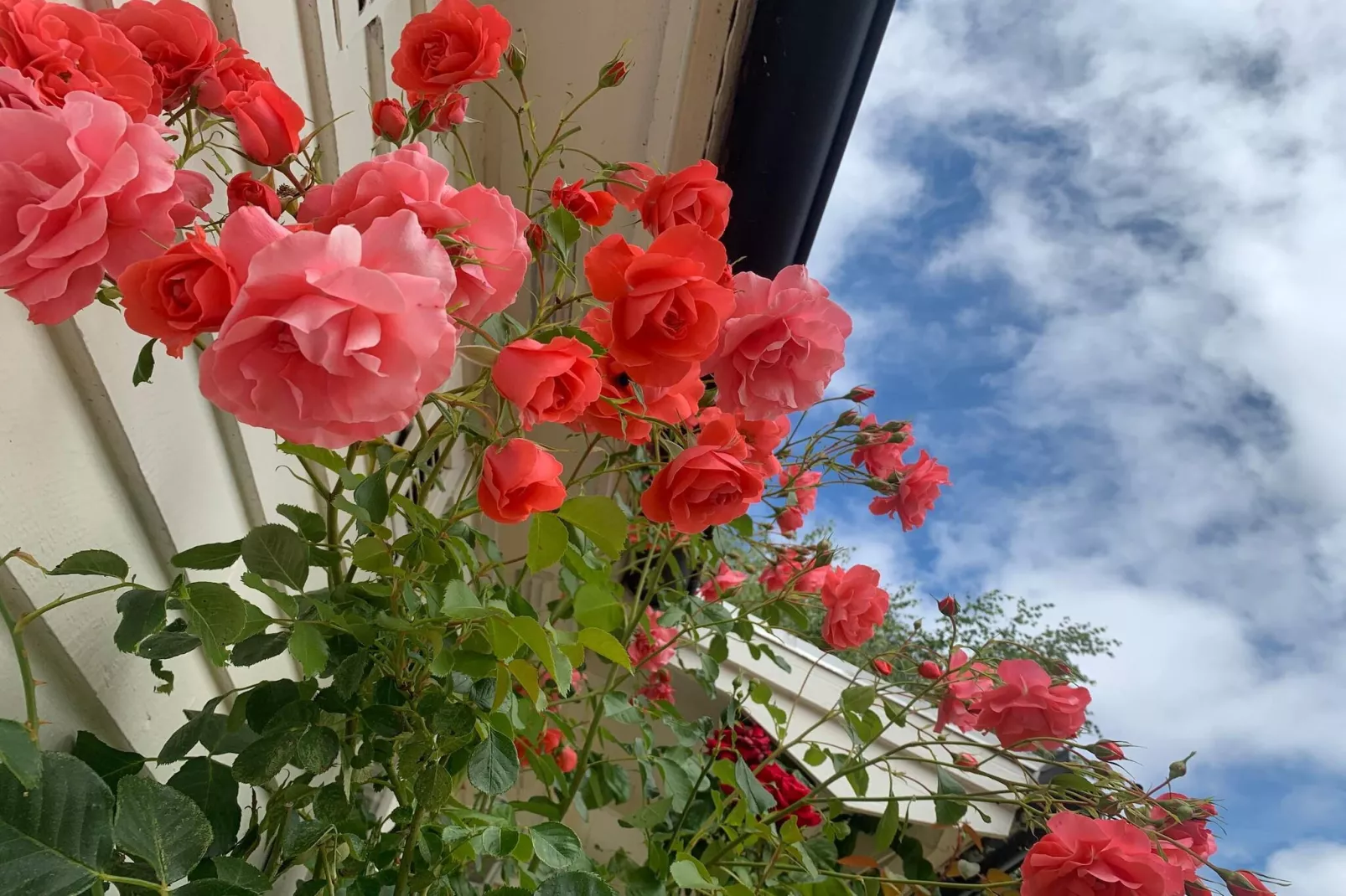 4 Sterne Ferienhaus in FÄRJESTADEN - Im Freien