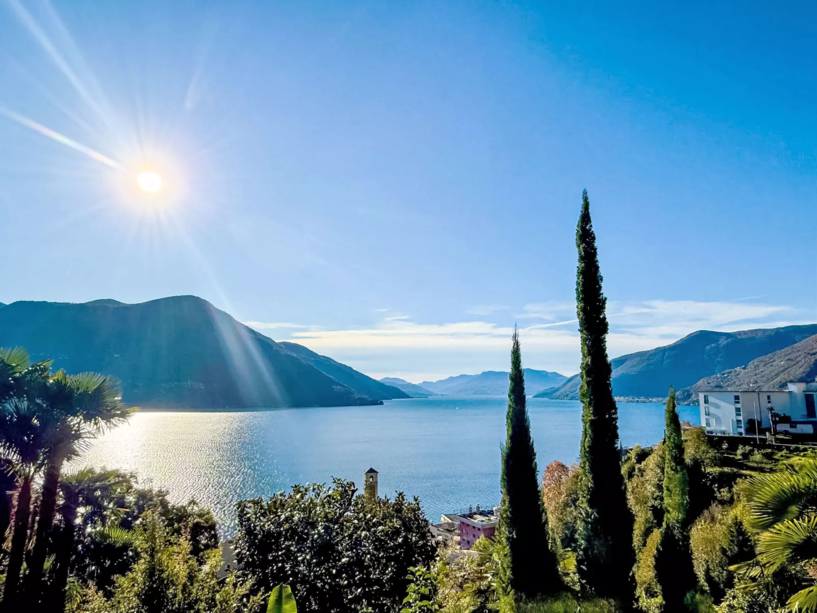 Araucaria - Draußen