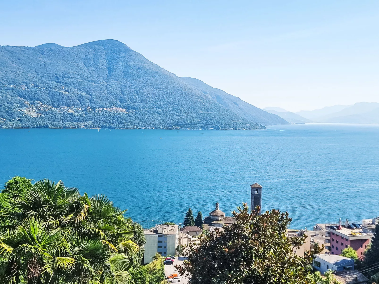 Araucaria - Draußen