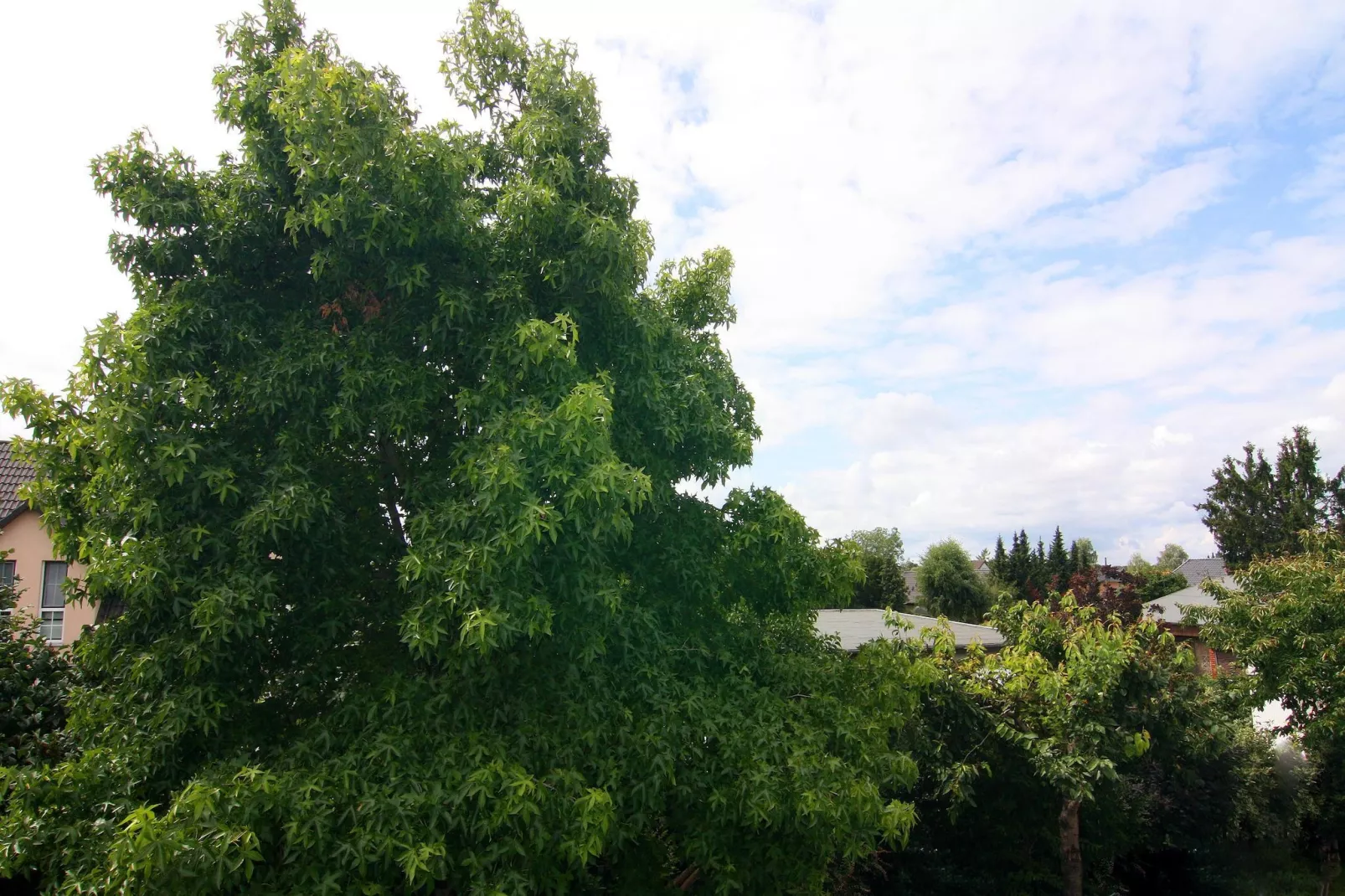 Fewo Amber 3 P - Vue d'été