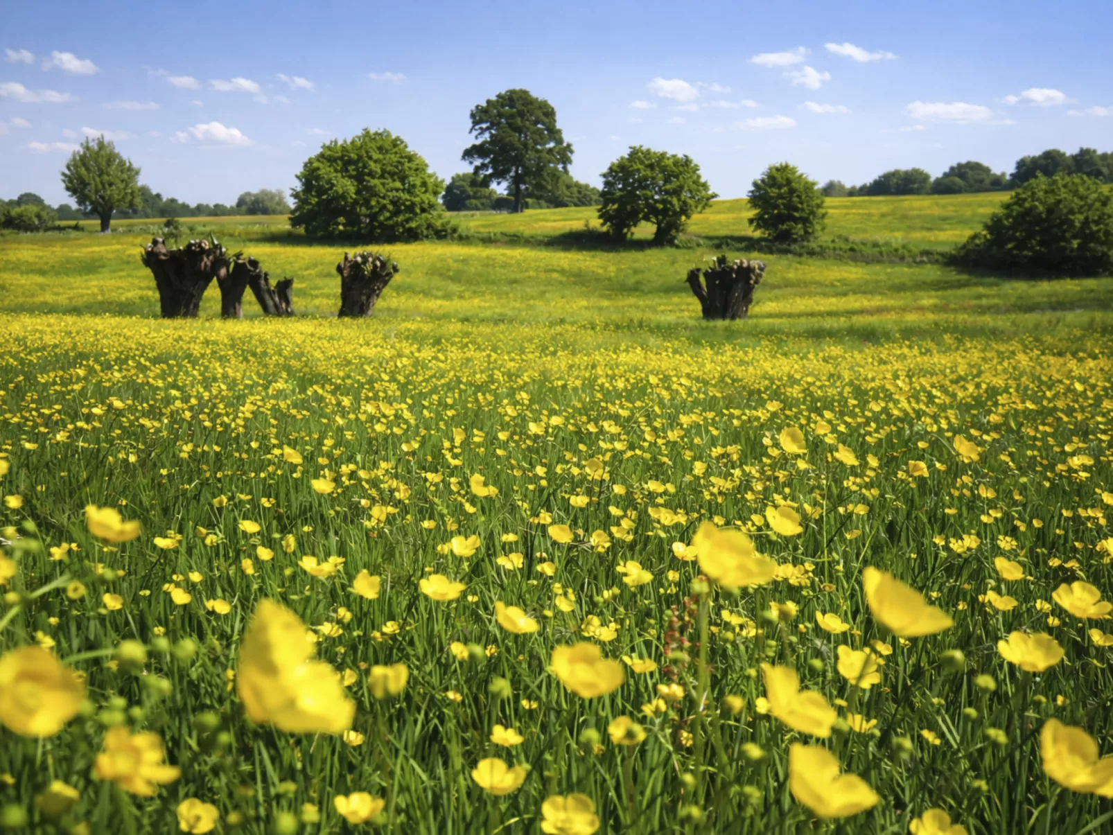 Vrijstaande 10 persoons - Outside
