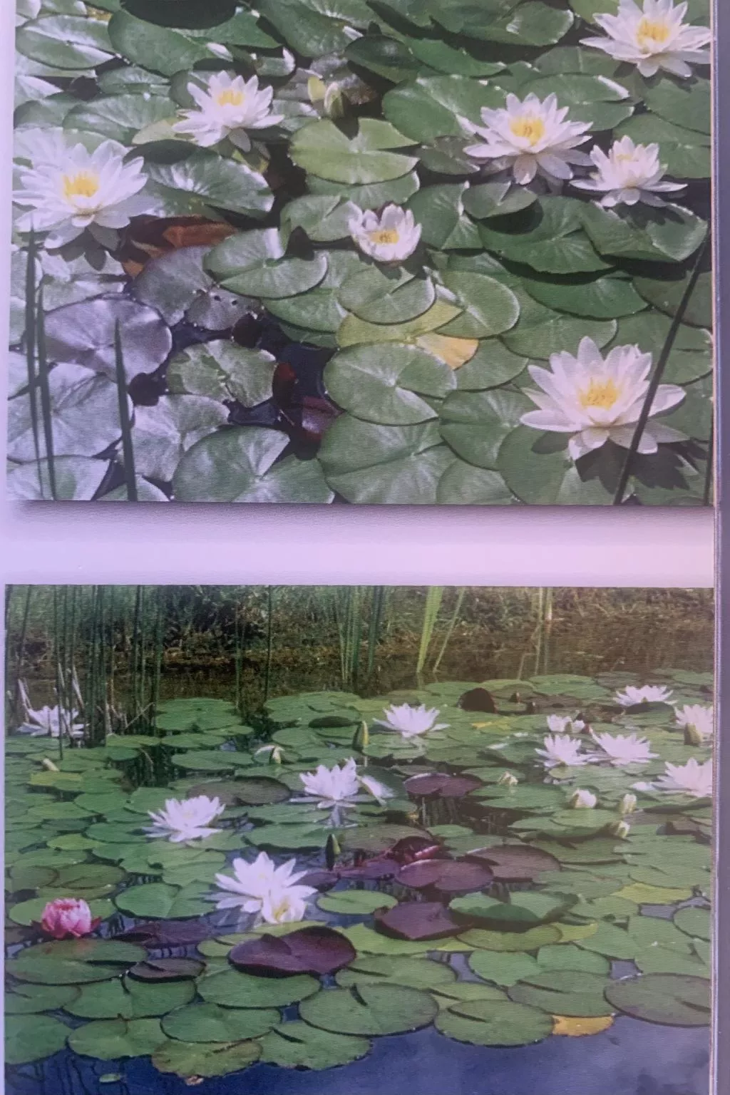 Gartenstudio "Belle Vue"