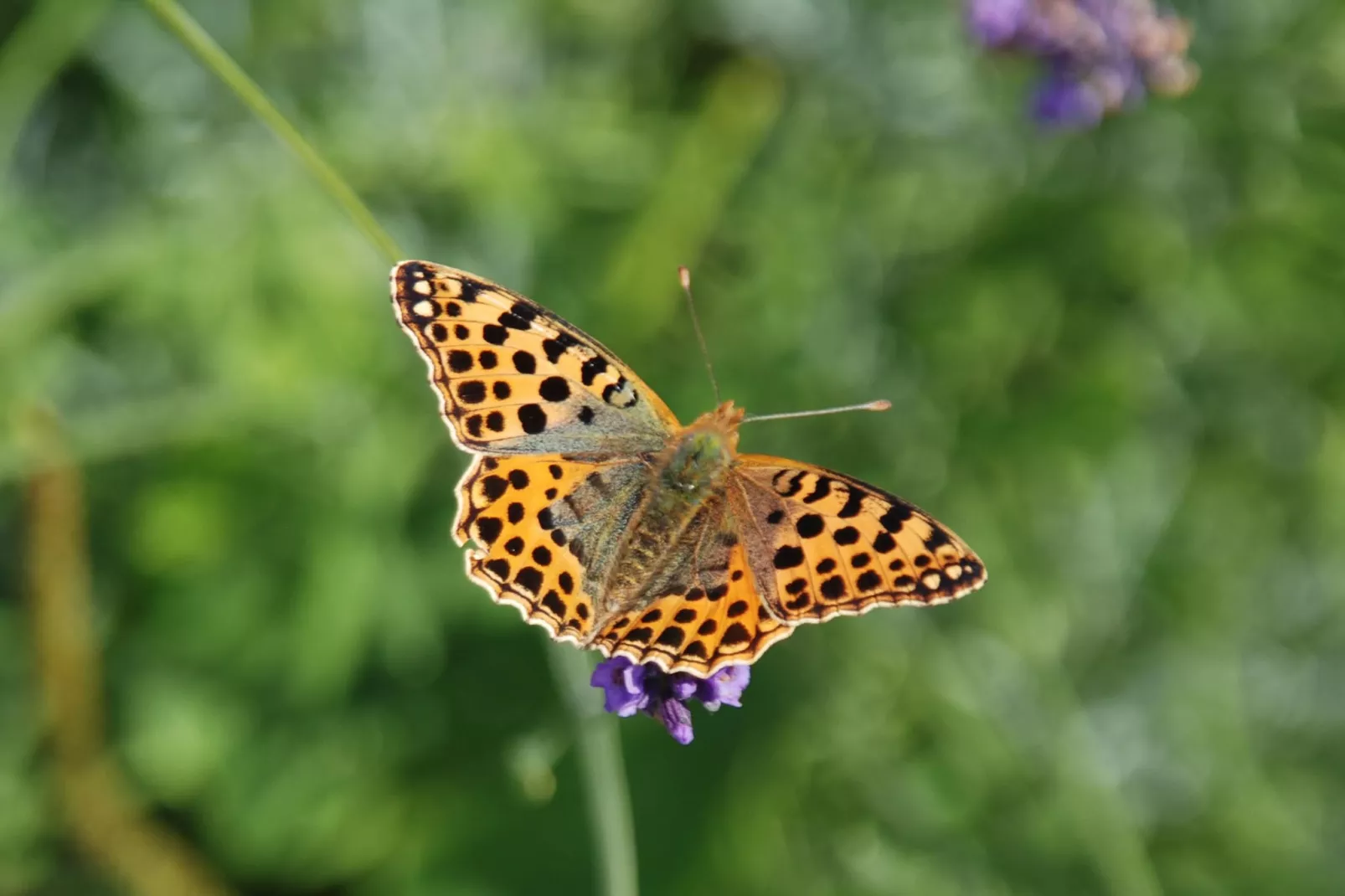 Fewo 02 6 P OG - Parkeinrichtungen