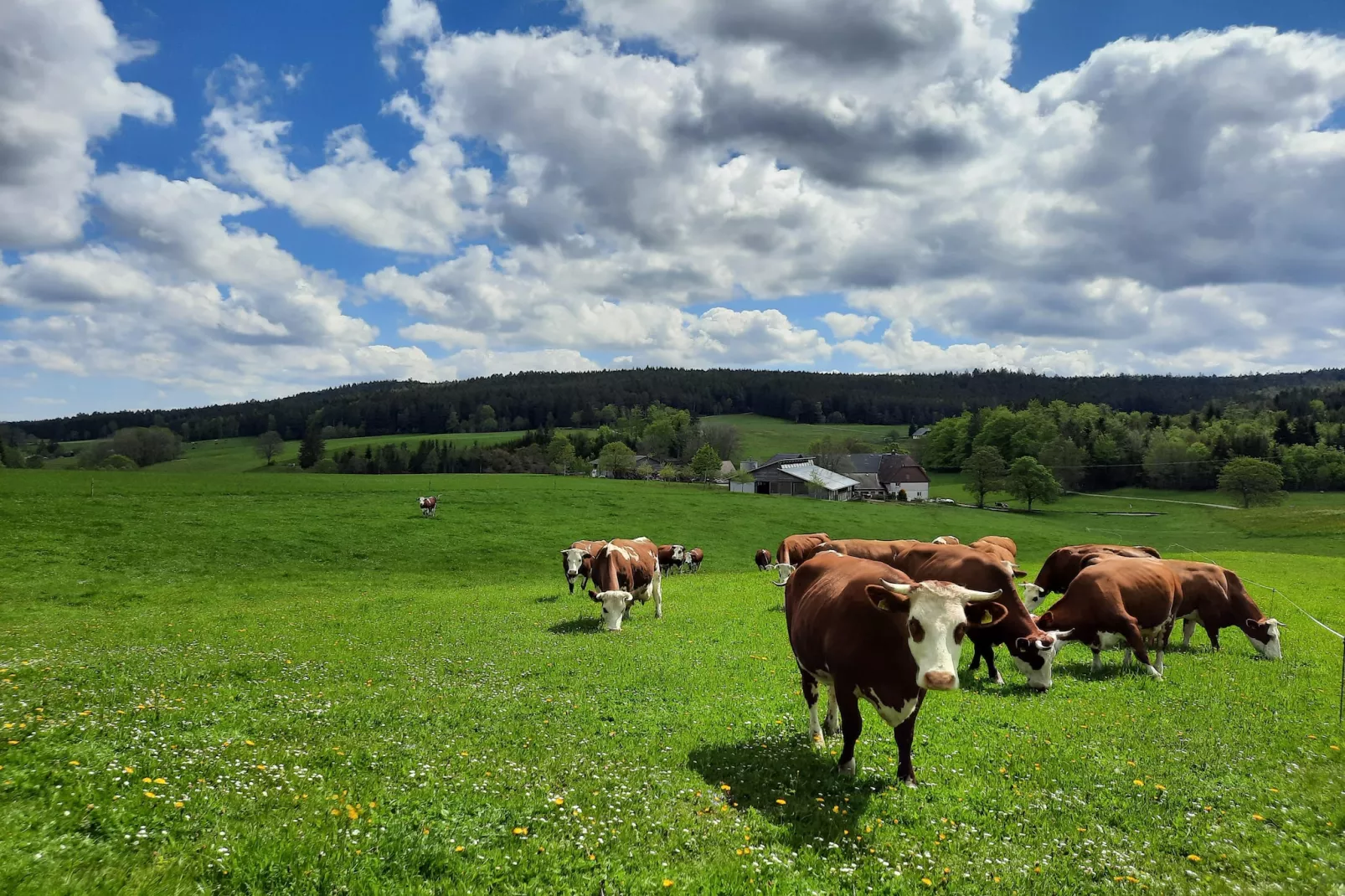 Zuckerbauernhof Weideblick - Jardins en été