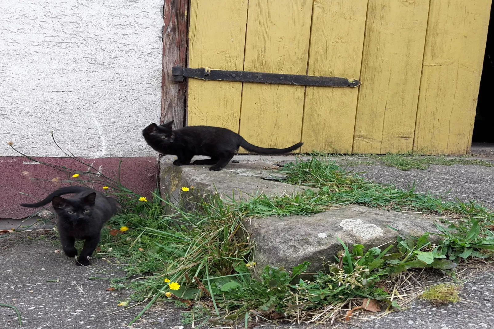 Zuckerbauernhof Weideblick - Jardins en été