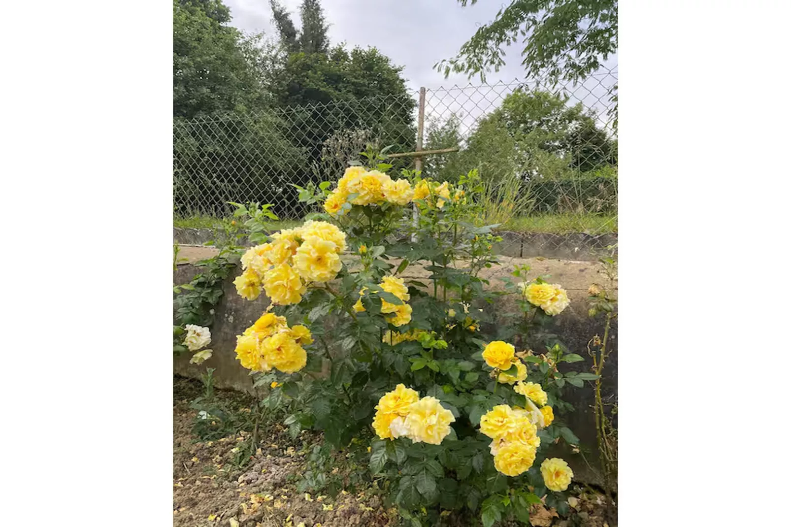 Gîte l'Armor  Jacuzzi terrasse privée cuisine - Garten Sommer