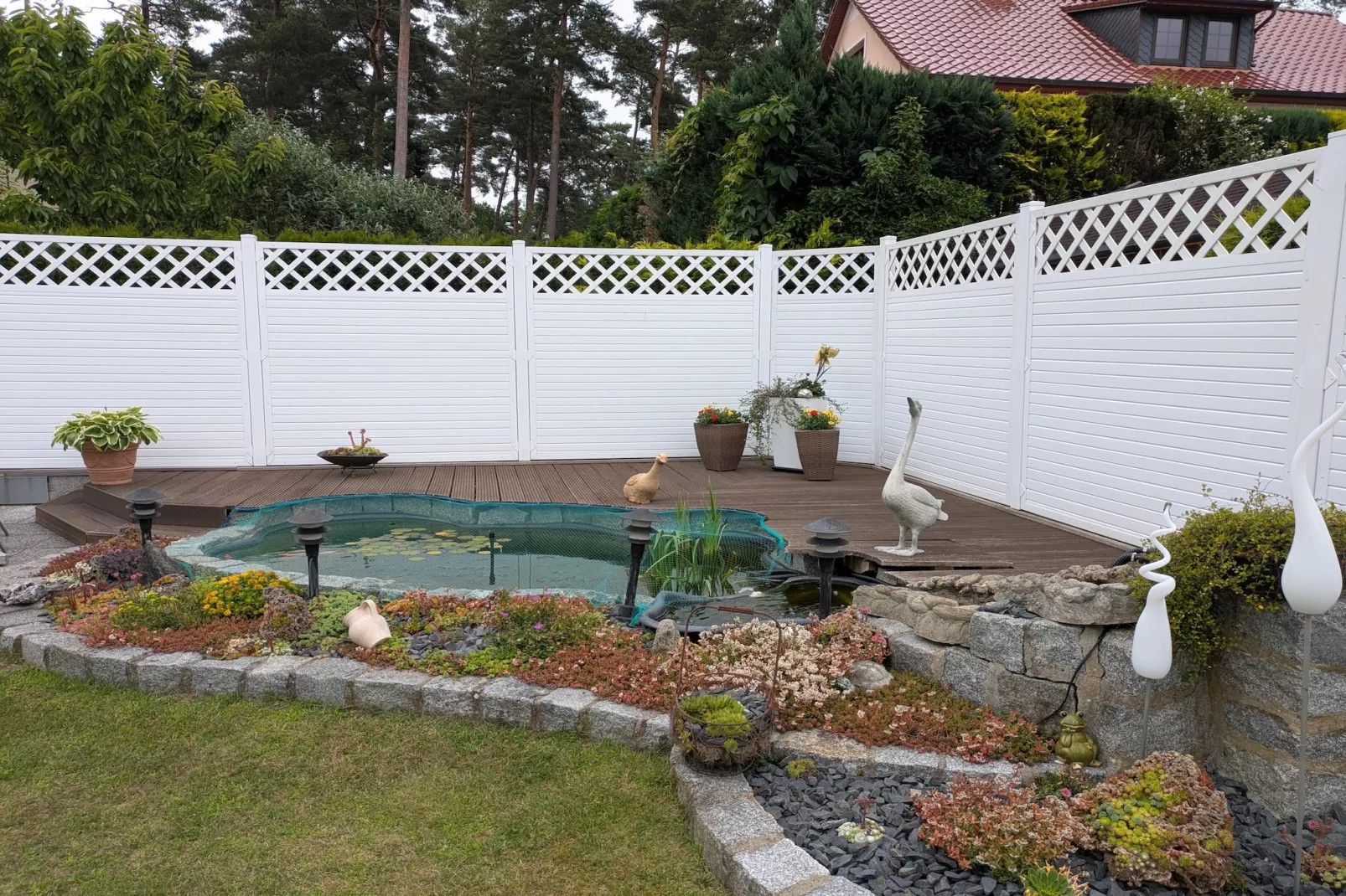 Sommerrose - Garten Sommer