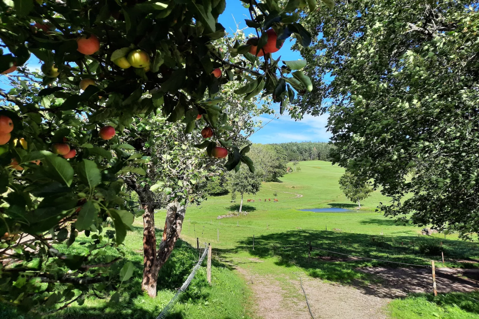 Zuckerbauernhof Weideblick - Jardins en été