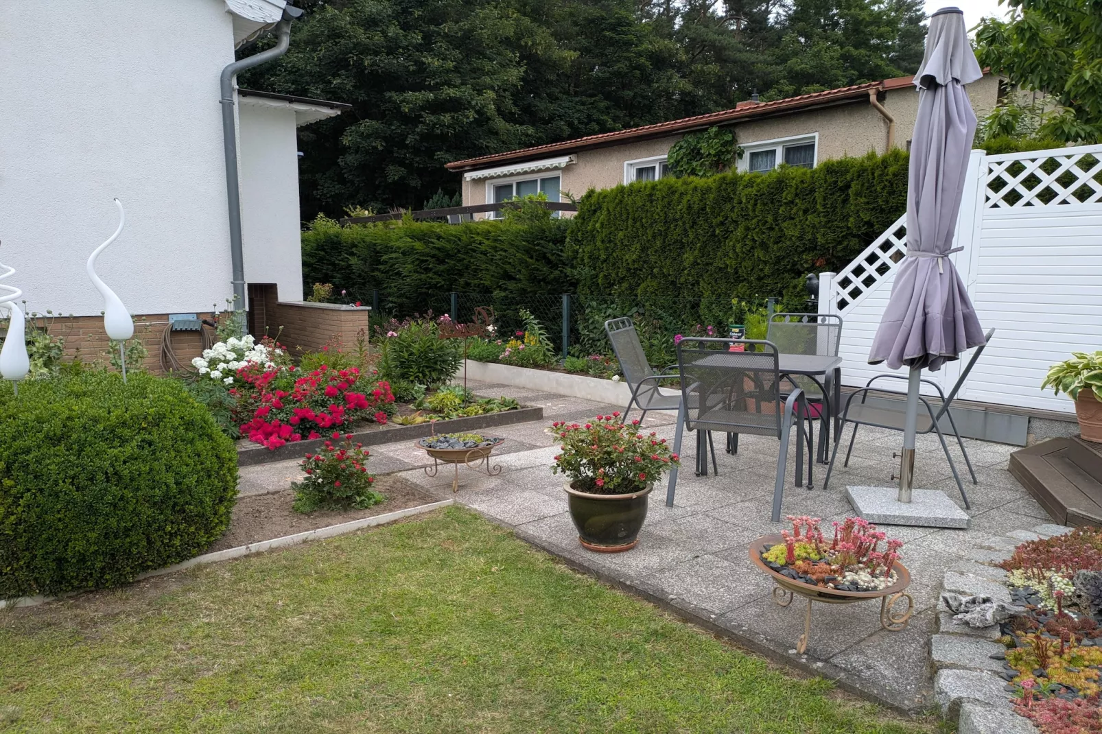 Sommerrose - Garten Sommer