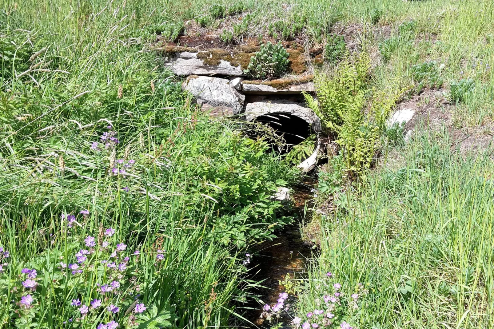 Zuckerbauernhof Weideblick - Jardins en été