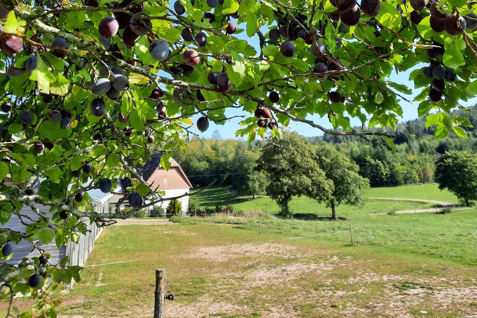 Zuckerbauernhof Weideblick - Jardins en été