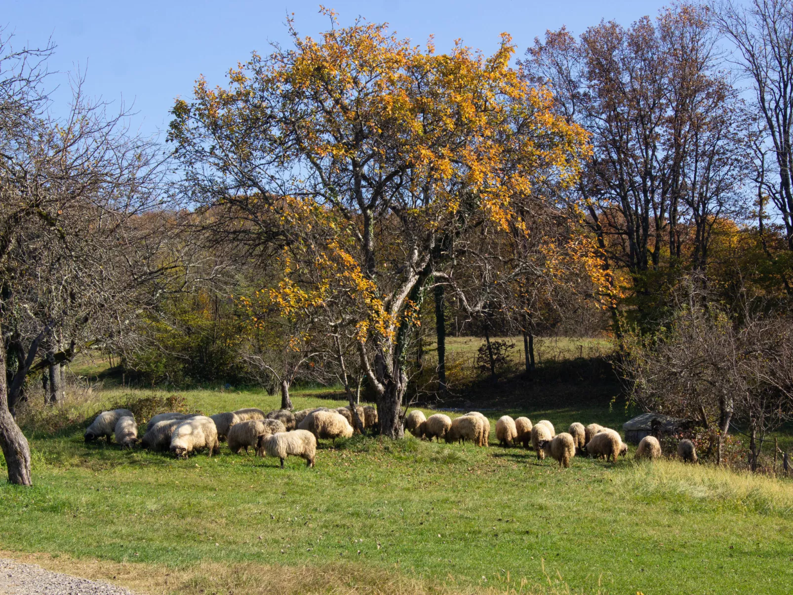 House Aurora Silvae - Outside