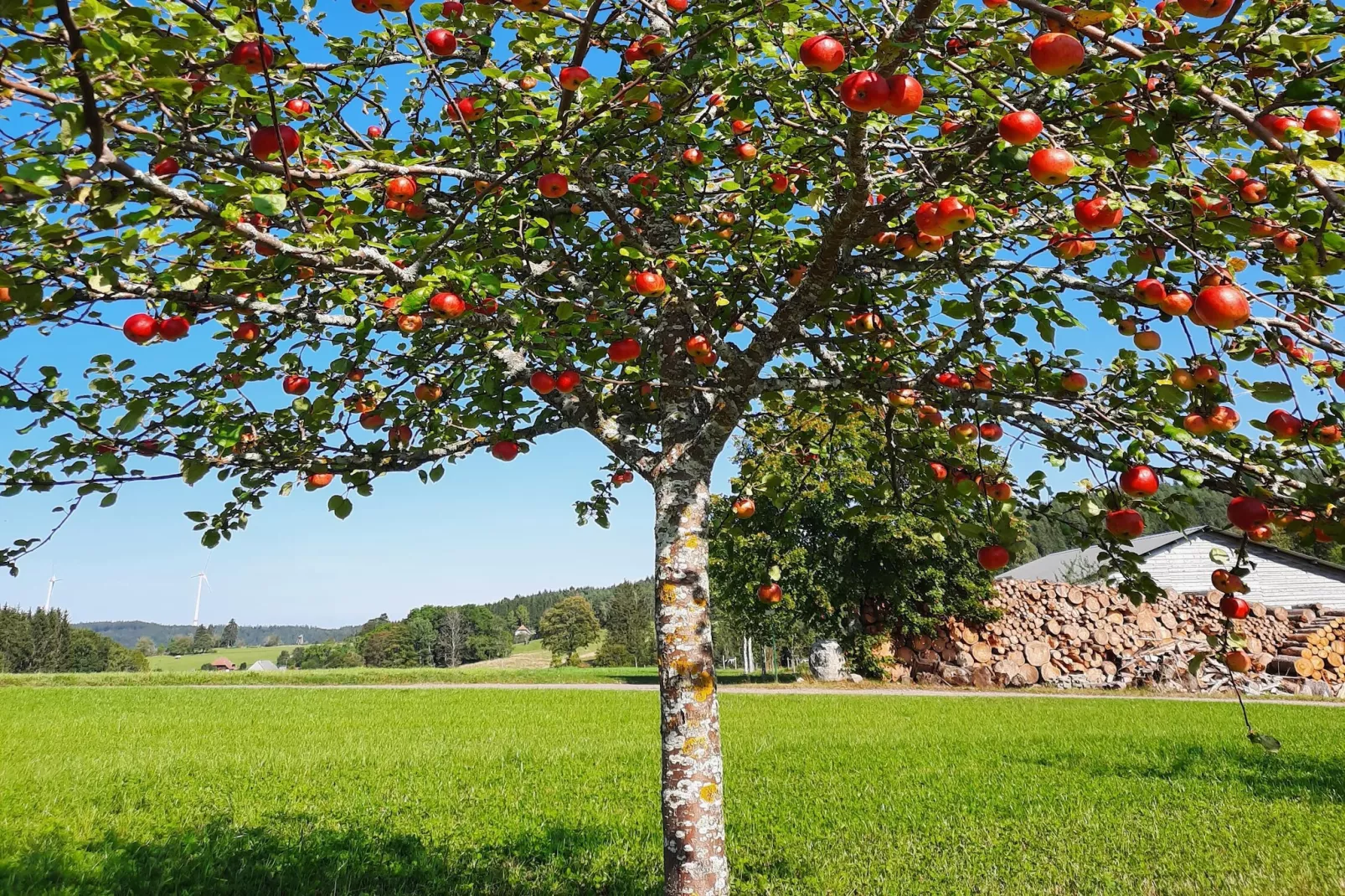 Zuckerbauernhof Weideblick - Jardins en été