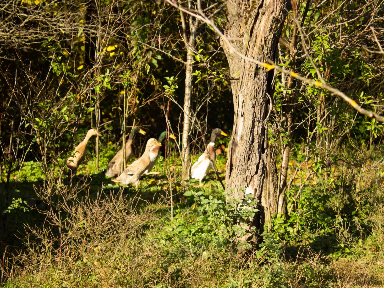 House Aurora Silvae - Outside