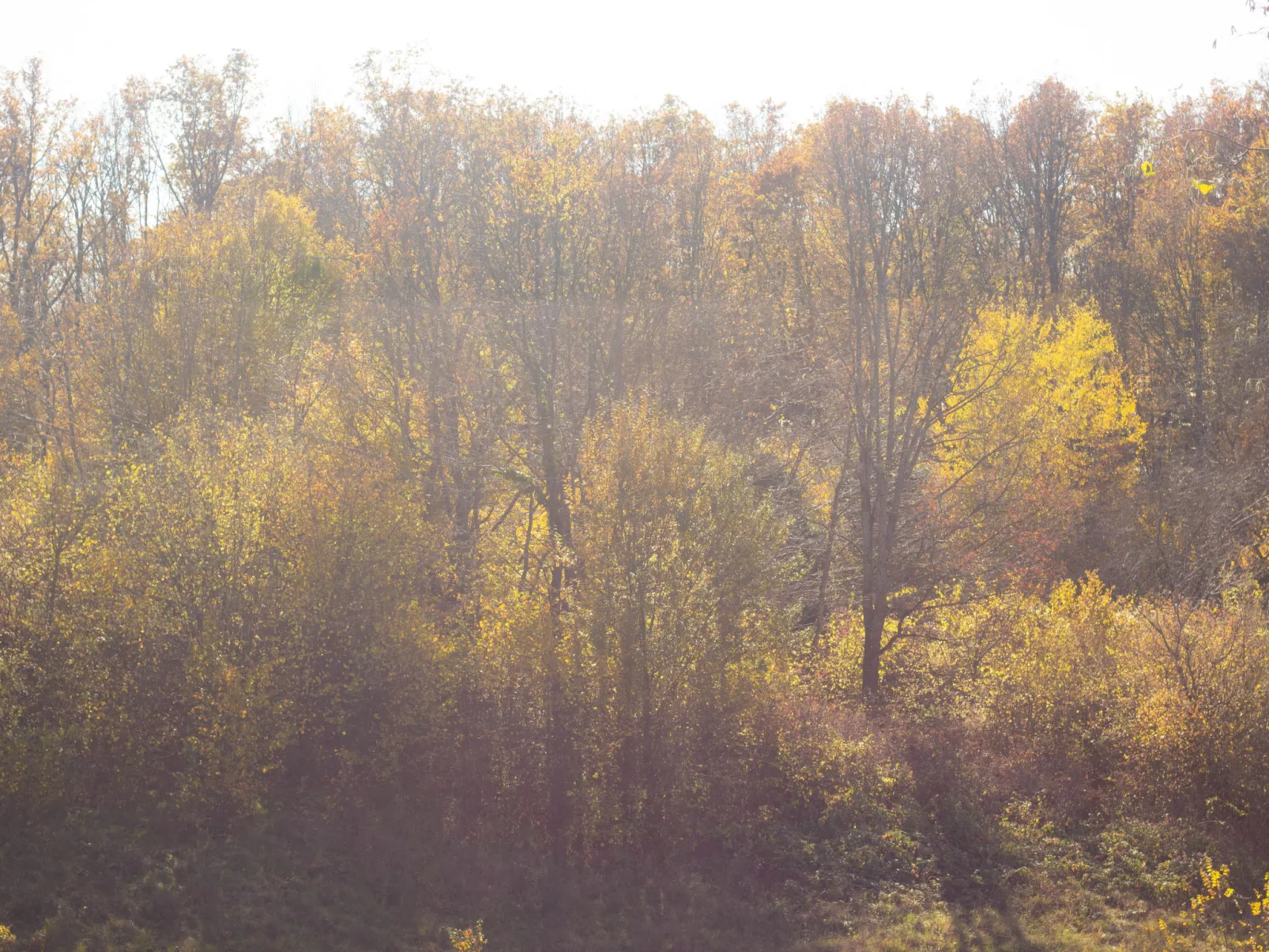 House Aurora Silvae - Outside