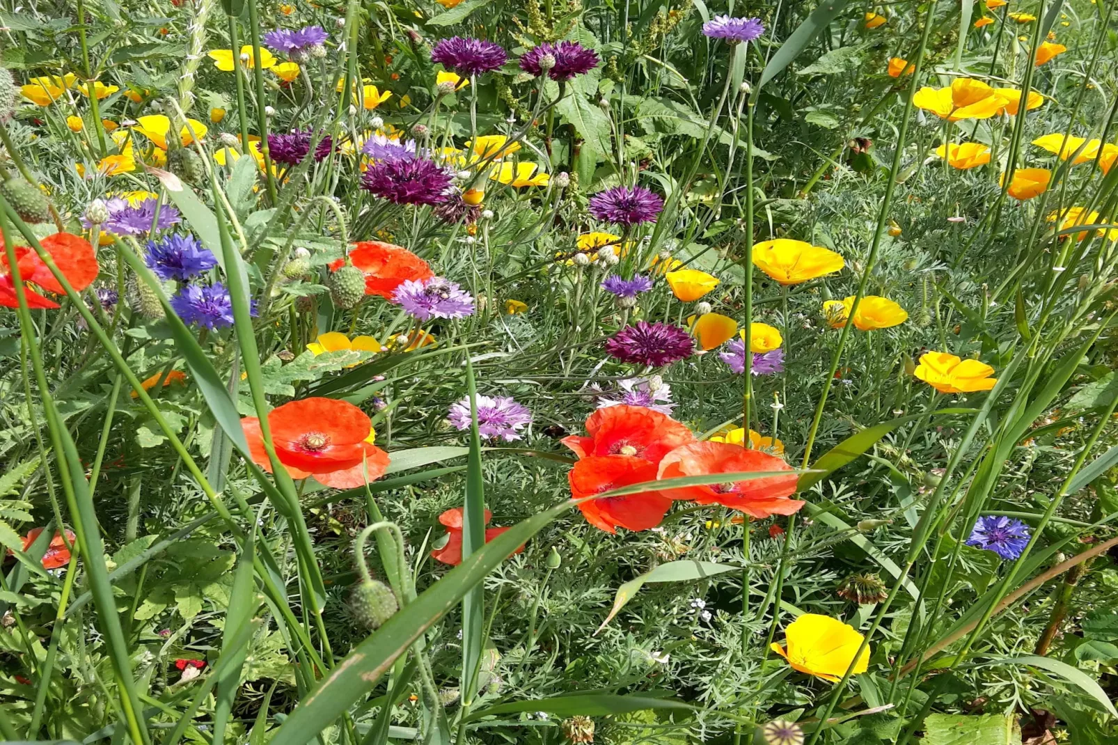 Zuckerbauernhof Weideblick - Zones été à 1 km