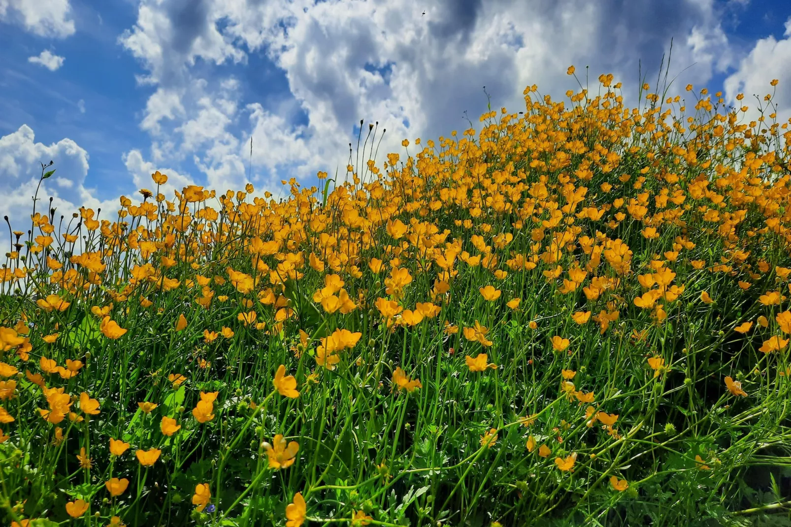 Zuckerbauernhof Weideblick - Zones été à 1 km