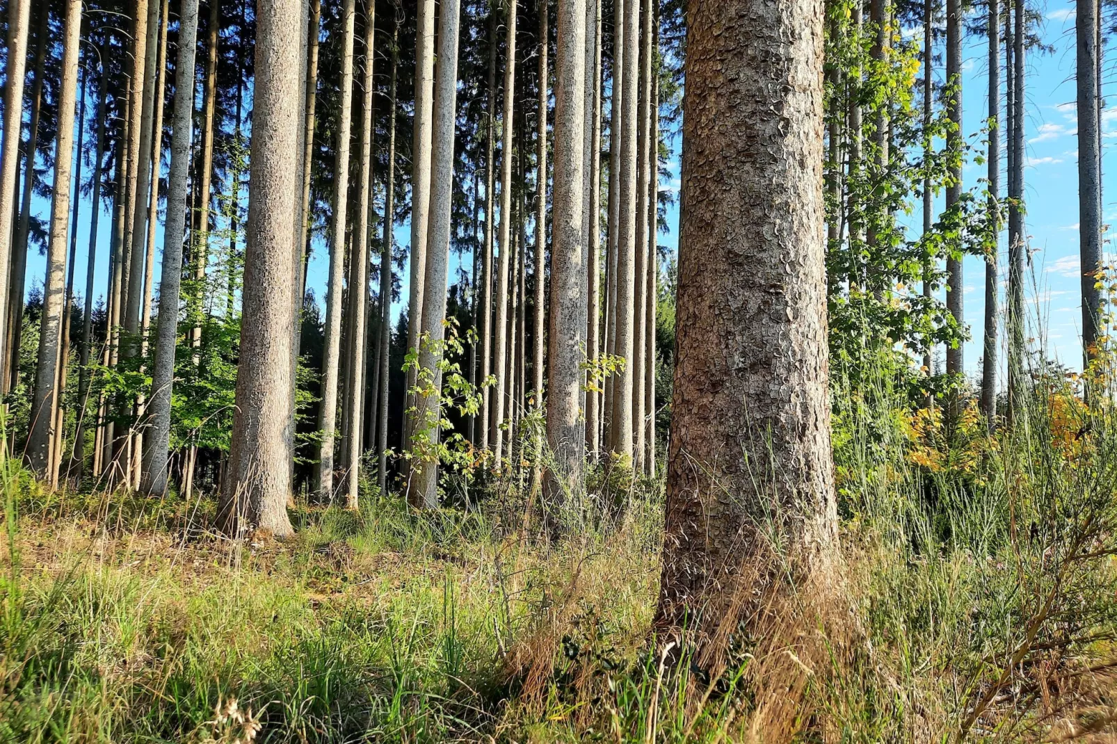 Zuckerbauernhof Weideblick - Zones été à 1 km