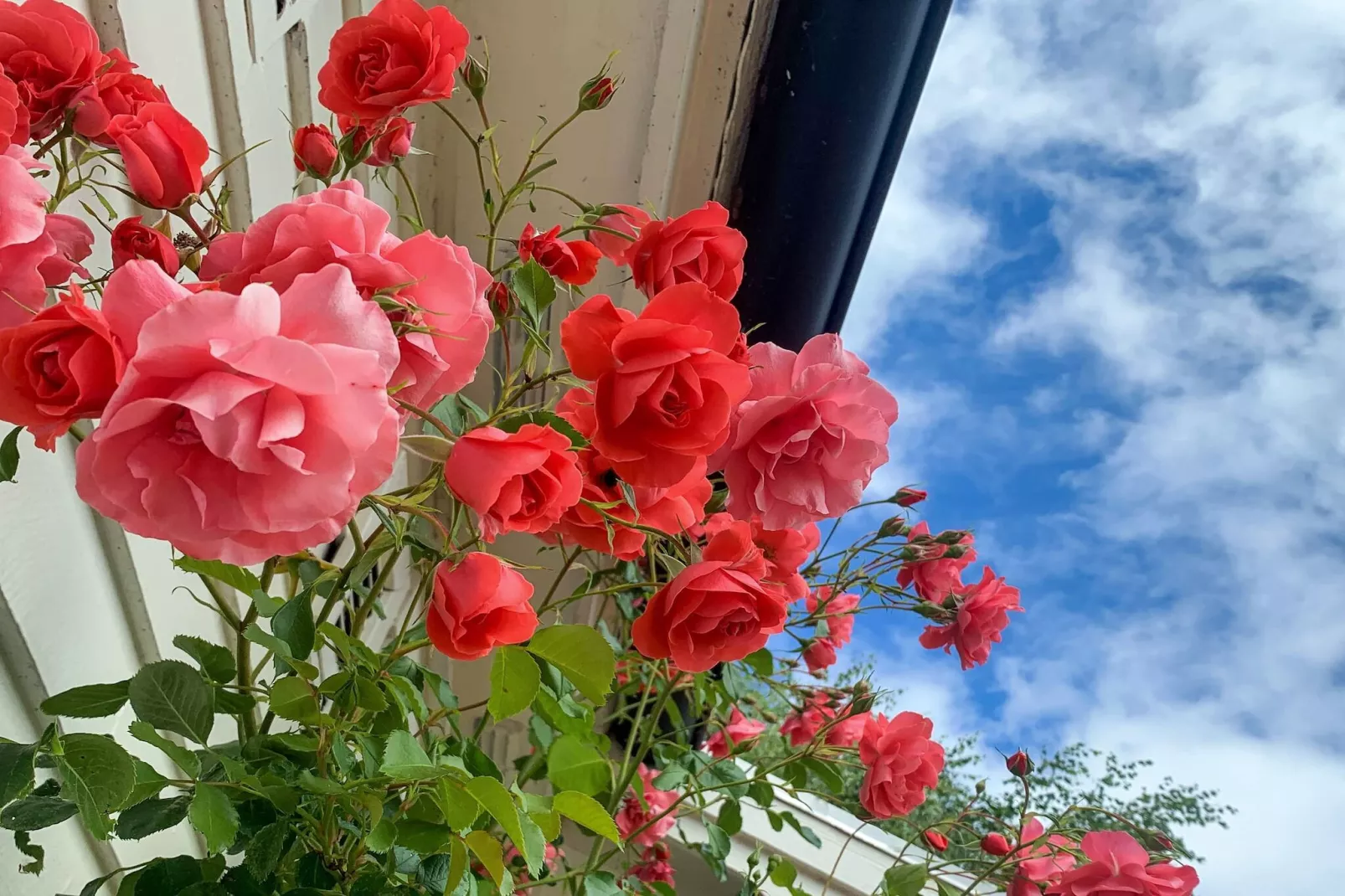4 Sterne Ferienhaus in FÄRJESTADEN - Im Freien