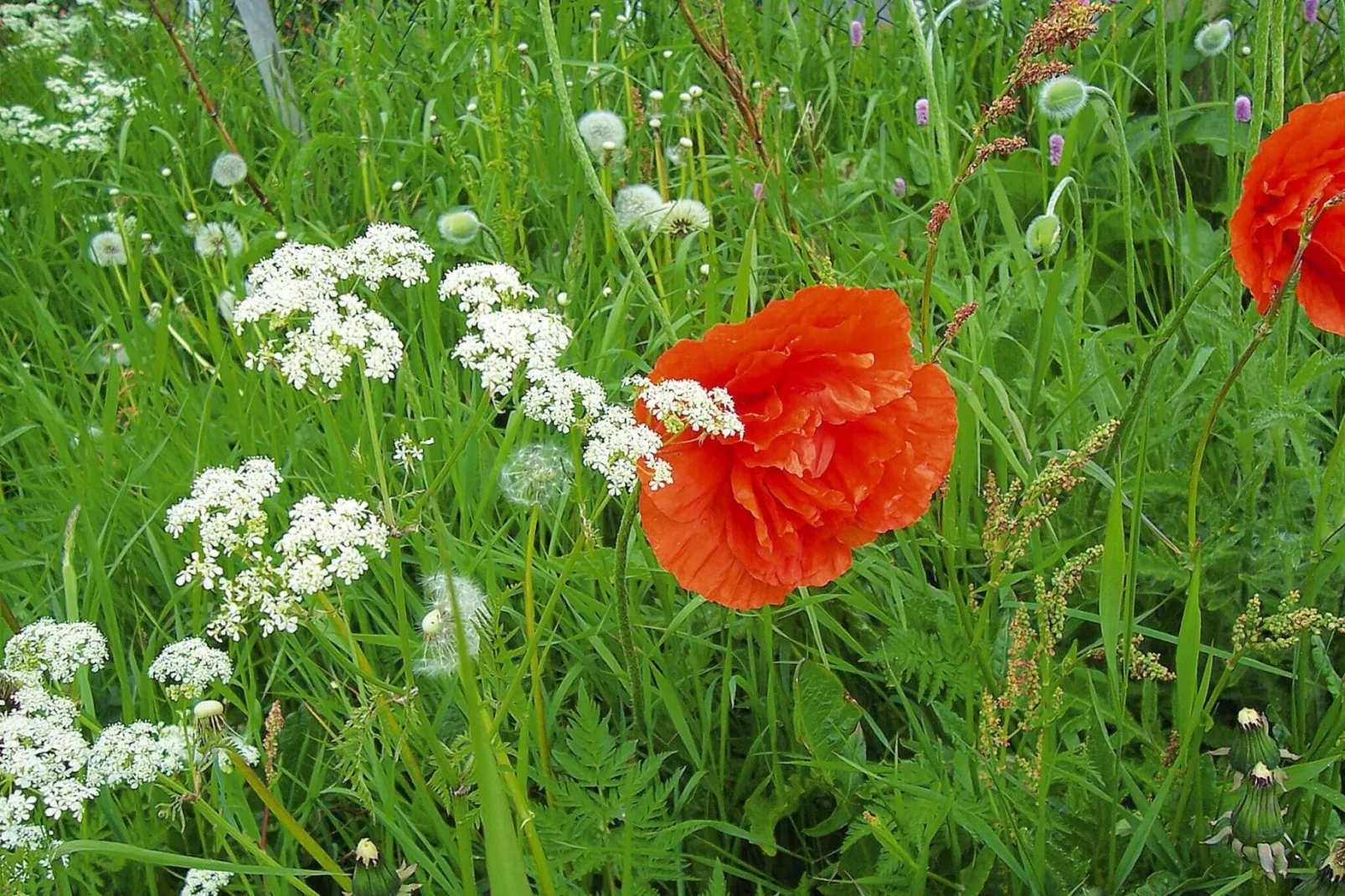 Ferienwohnung Läufer - Jardins en été