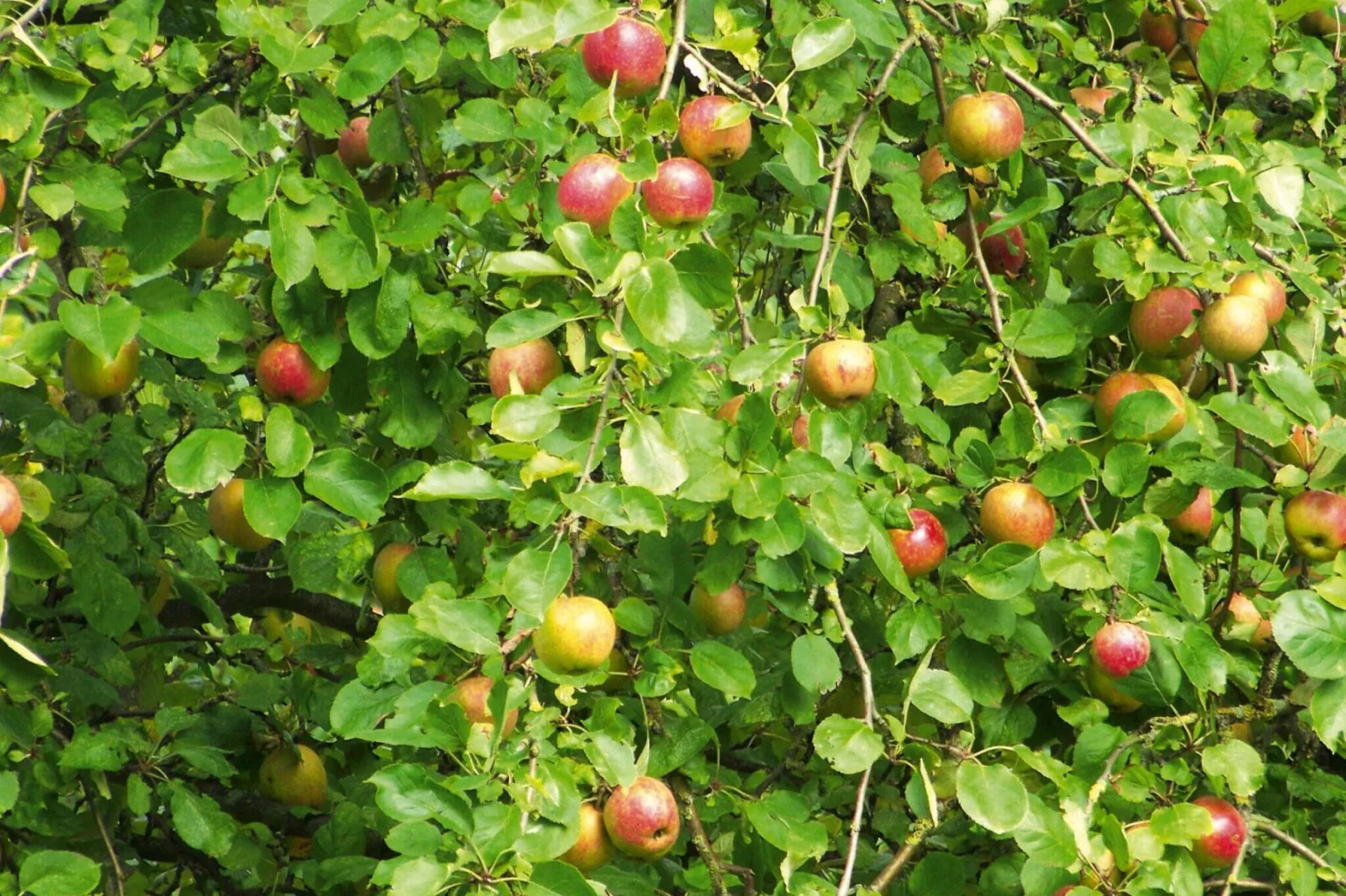 Ferienwohnung Läufer - Jardins en été