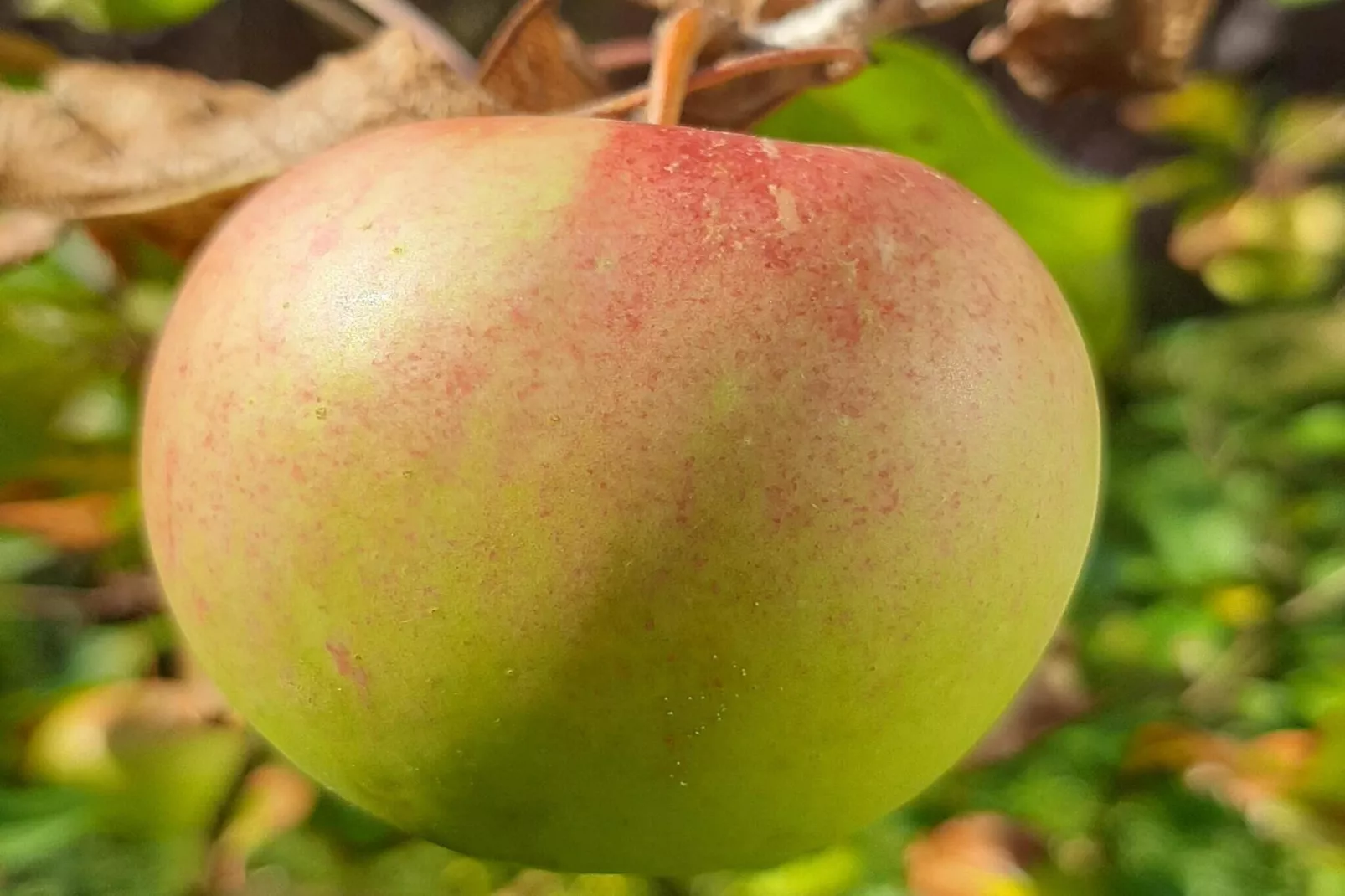 Ferienwohnung Läufer - Jardins en été