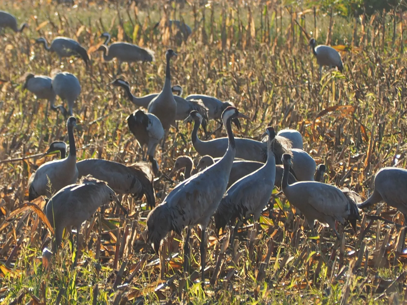 Morgensünn- Nette Wohnung in Althagen mit Terras - Dehors