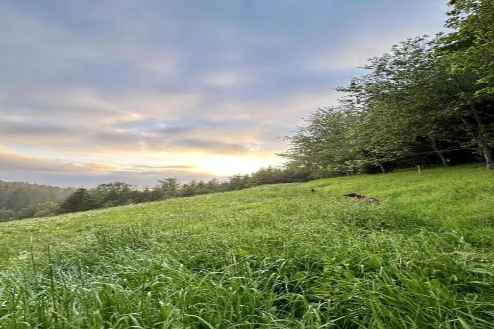 Gütenbach - Gebiete Sommer 20 km