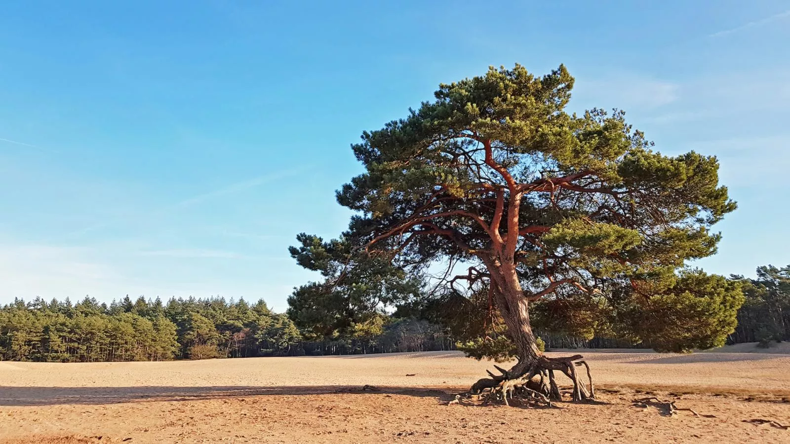 De Douglas - Gebiete Sommer 5 km