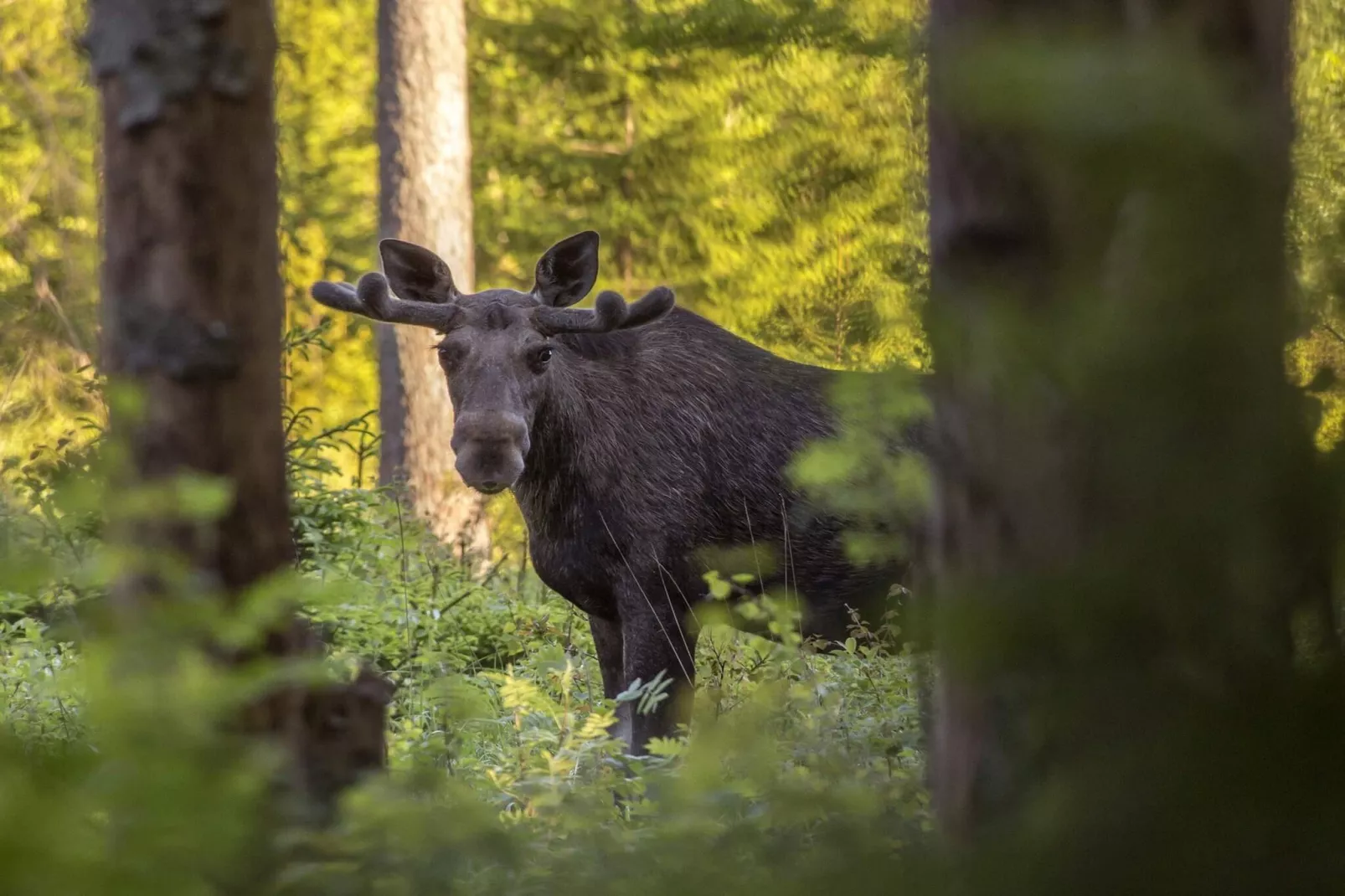 Maison de vacances pour 5 a MYRESJÖ - Extérieur