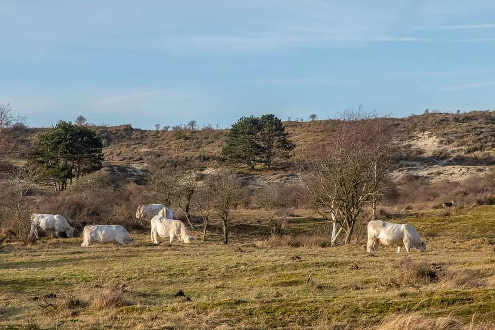 Duinhoeve Duinlodges 4pers (huisdiervriendelijk) - Zones été à 1 km