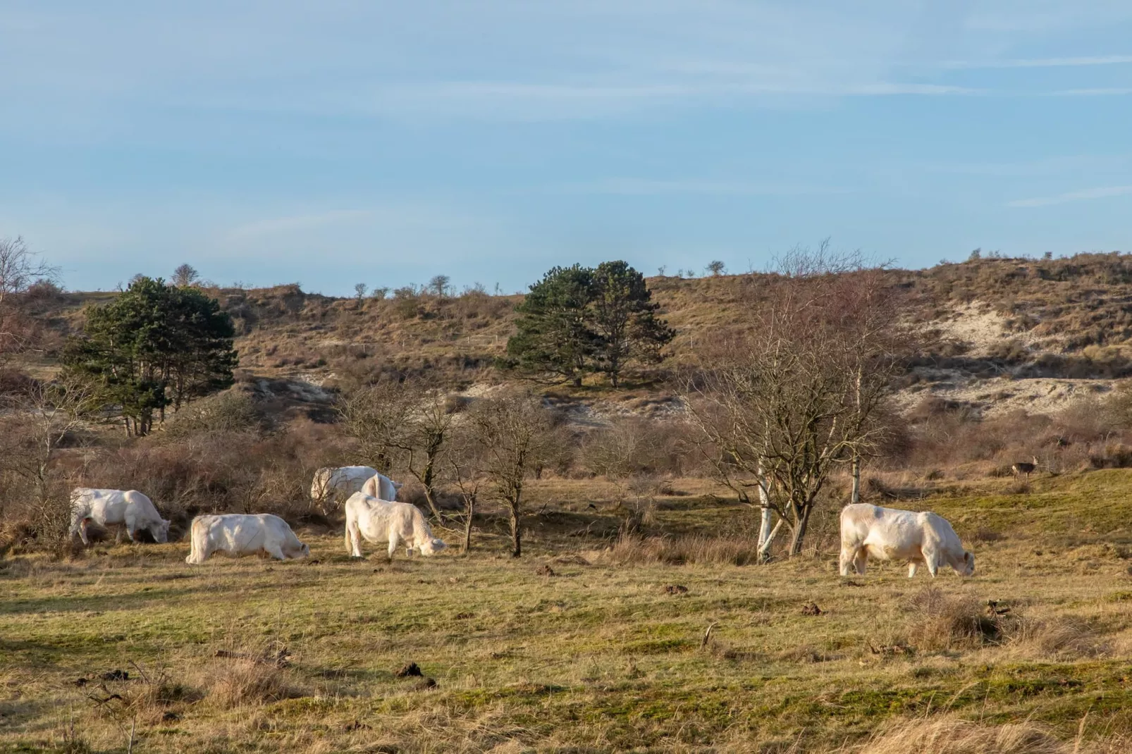 Duinhoeve Chalet Zeeland (huisdier toegestaan) - Areas within 1km in summer