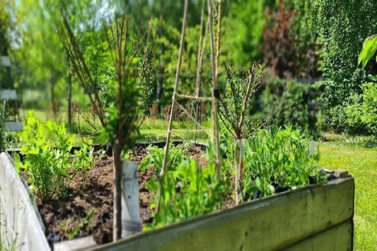Dom wakacyjny z basenem w Kielnie - Jardins en été